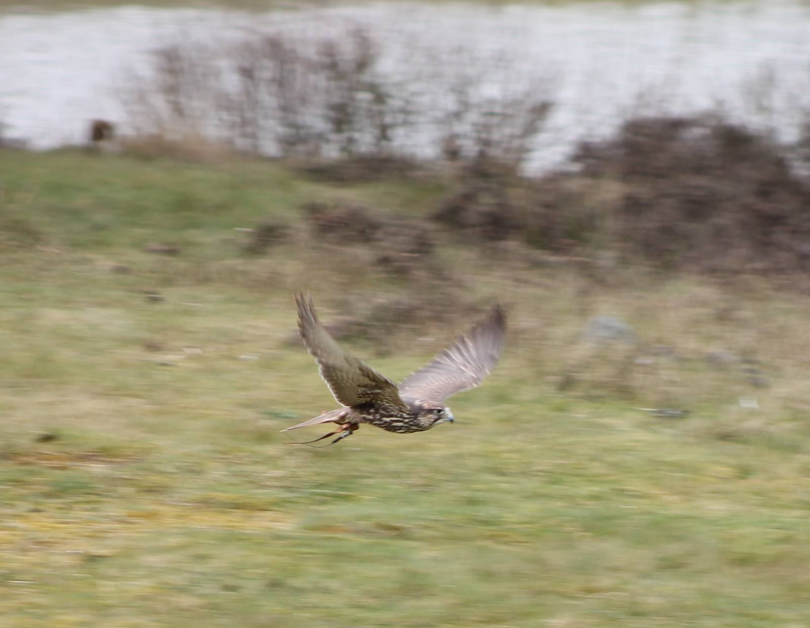 Bird of Prey show : Saker falcon