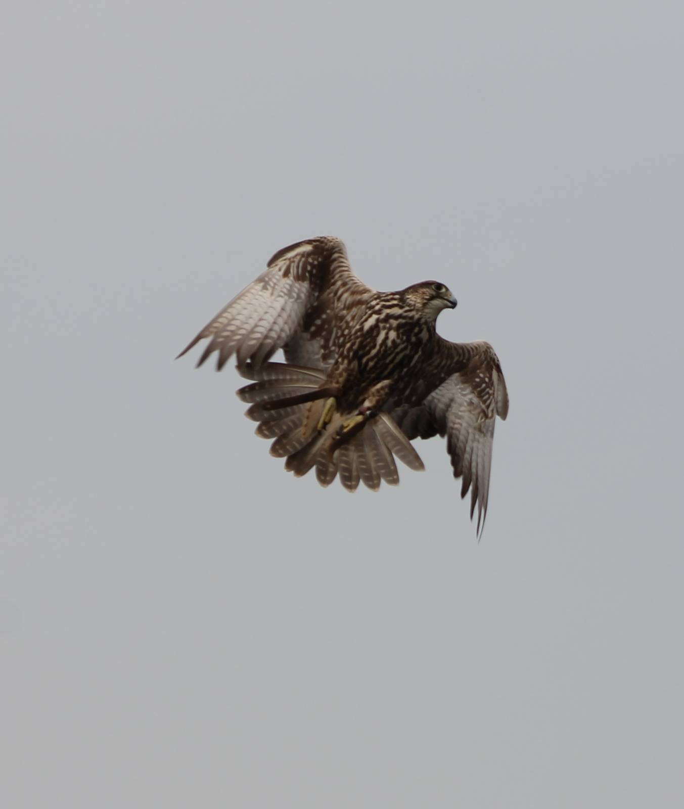 Bird of Prey show : Saker falcon