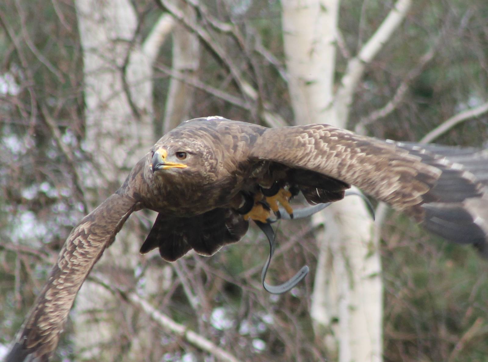 Bird of Prey show : Steppe eagle