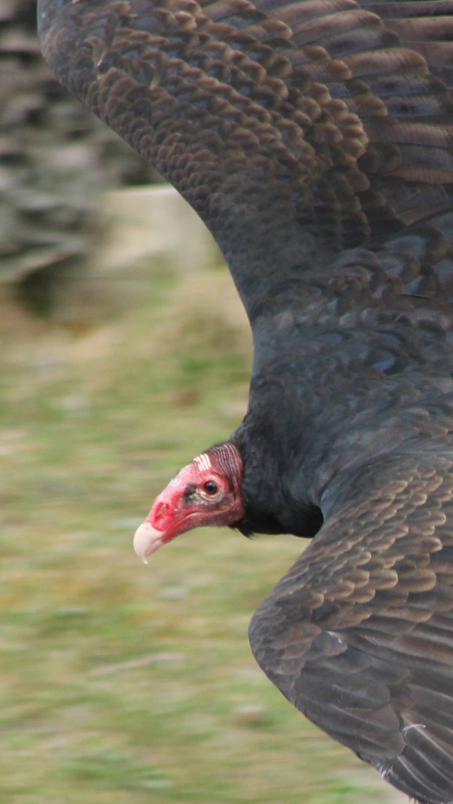 Bird of Prey show : Turkey vulture