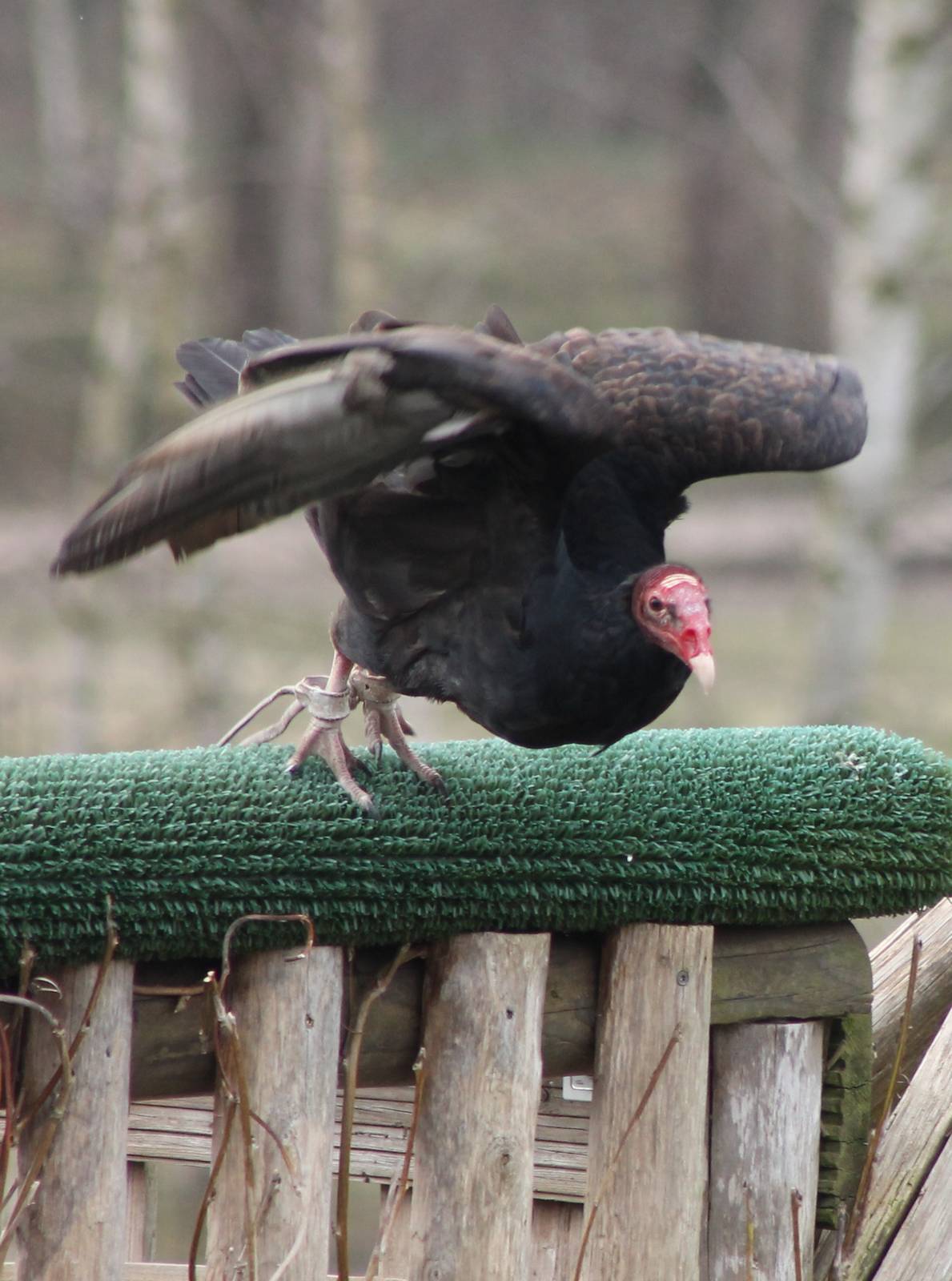 Bird of Prey show : Turkey vulture
