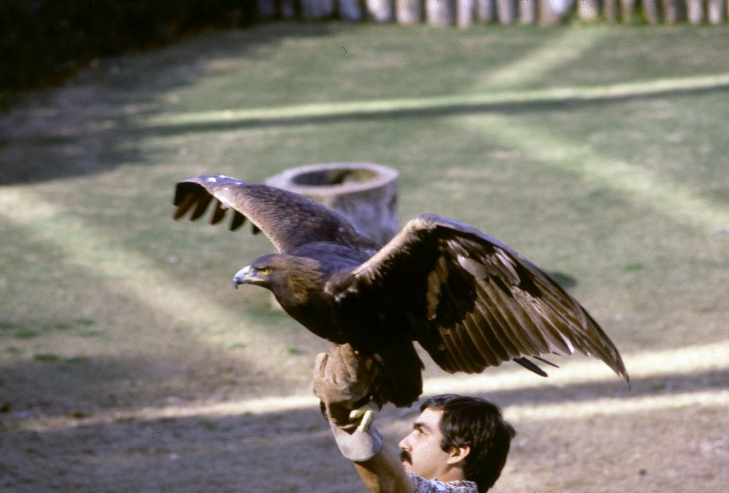 Bird-of-Prey Show