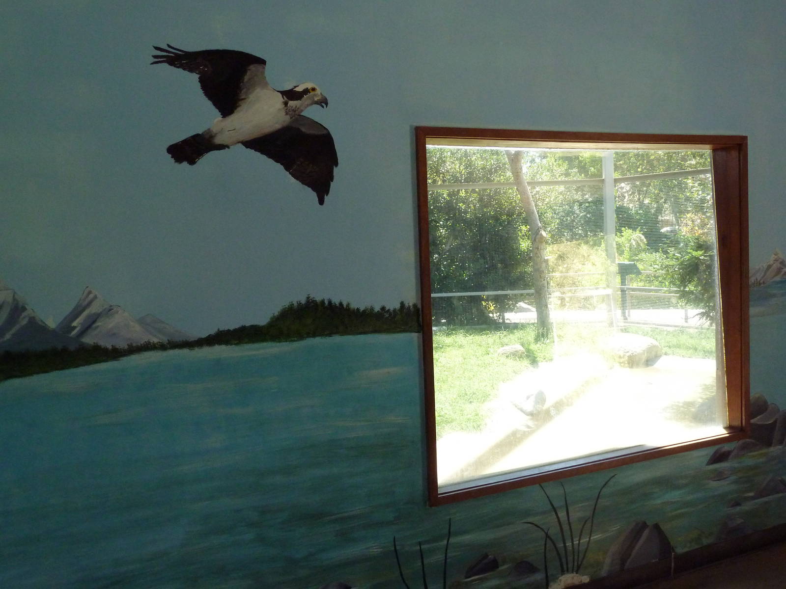 Bird Of Prey Viewing Window