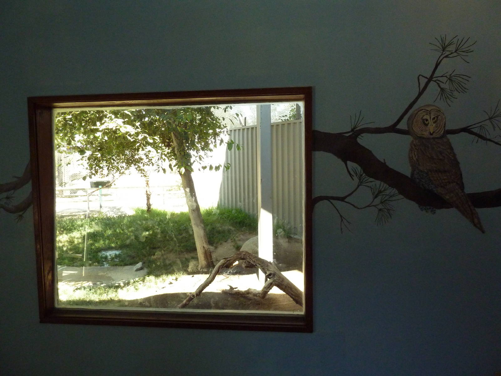 Bird Of Prey Viewing Window