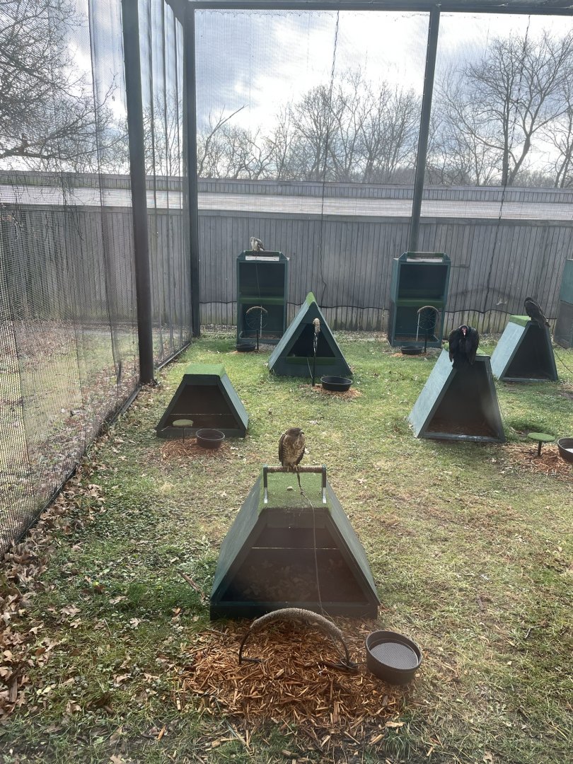 Bird Of Prey Yard