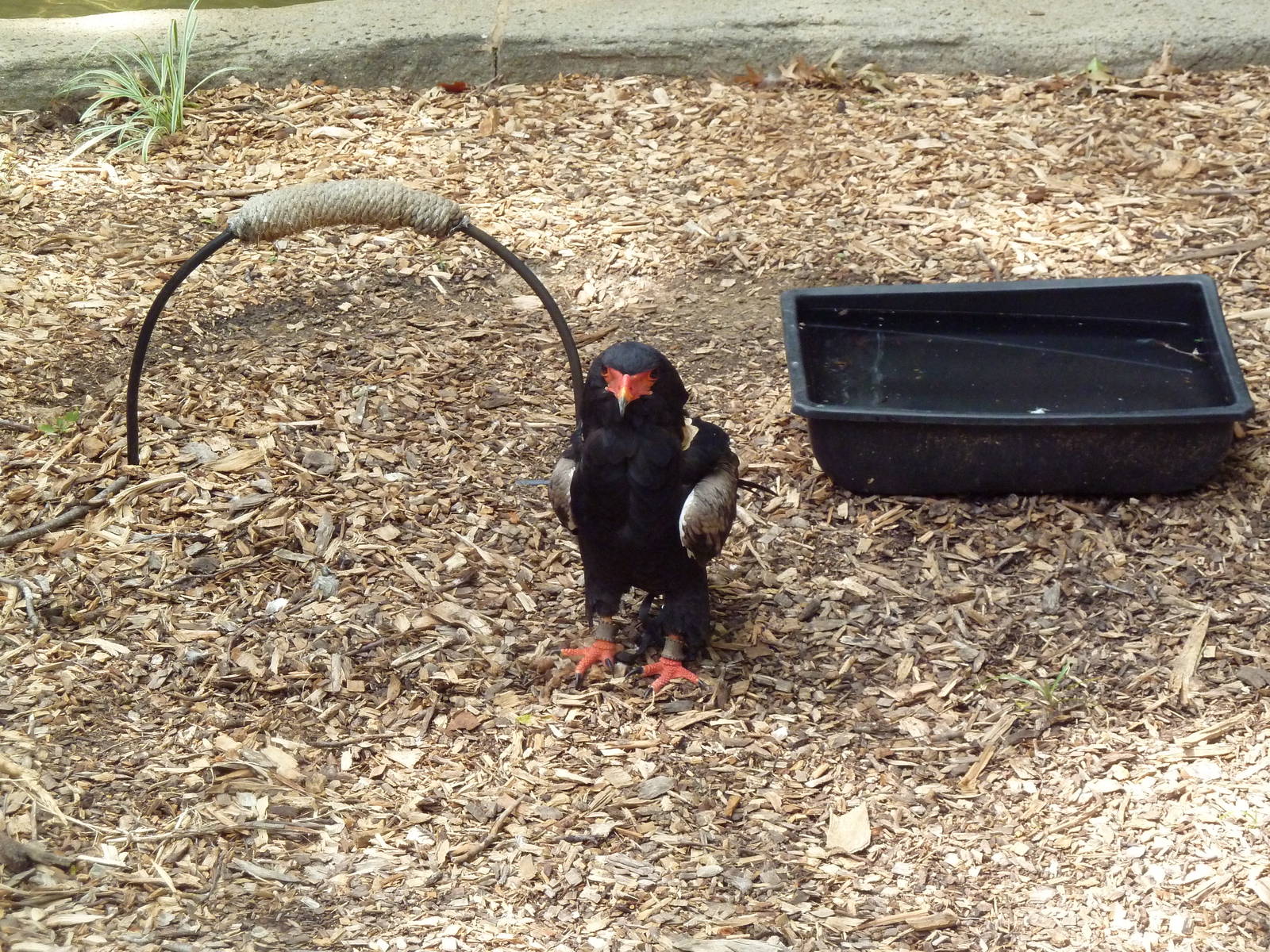 Bird of Prey Zone - Bateleur Eagle