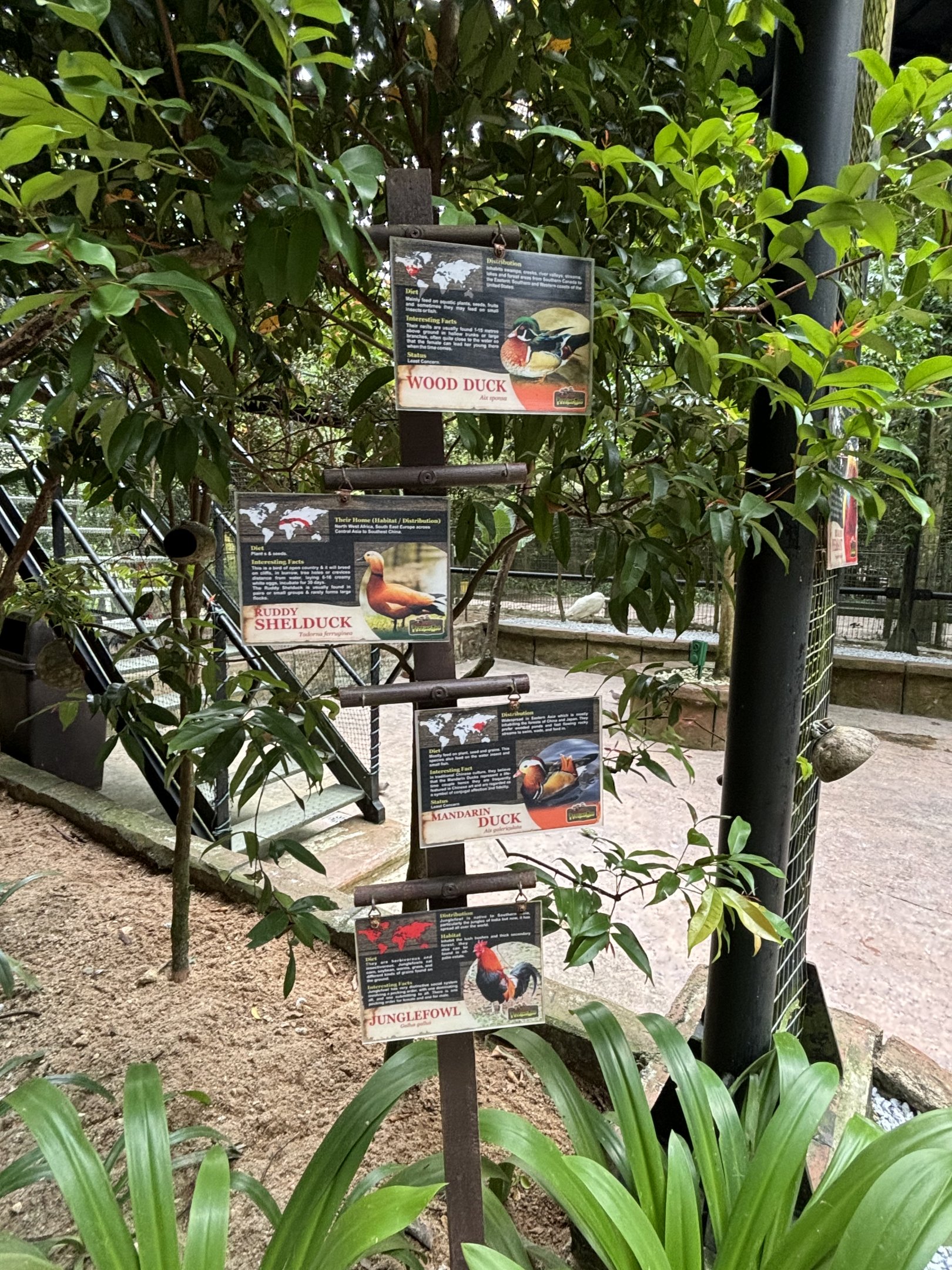 Bird Paradise Aviary - Lost World of Tambun