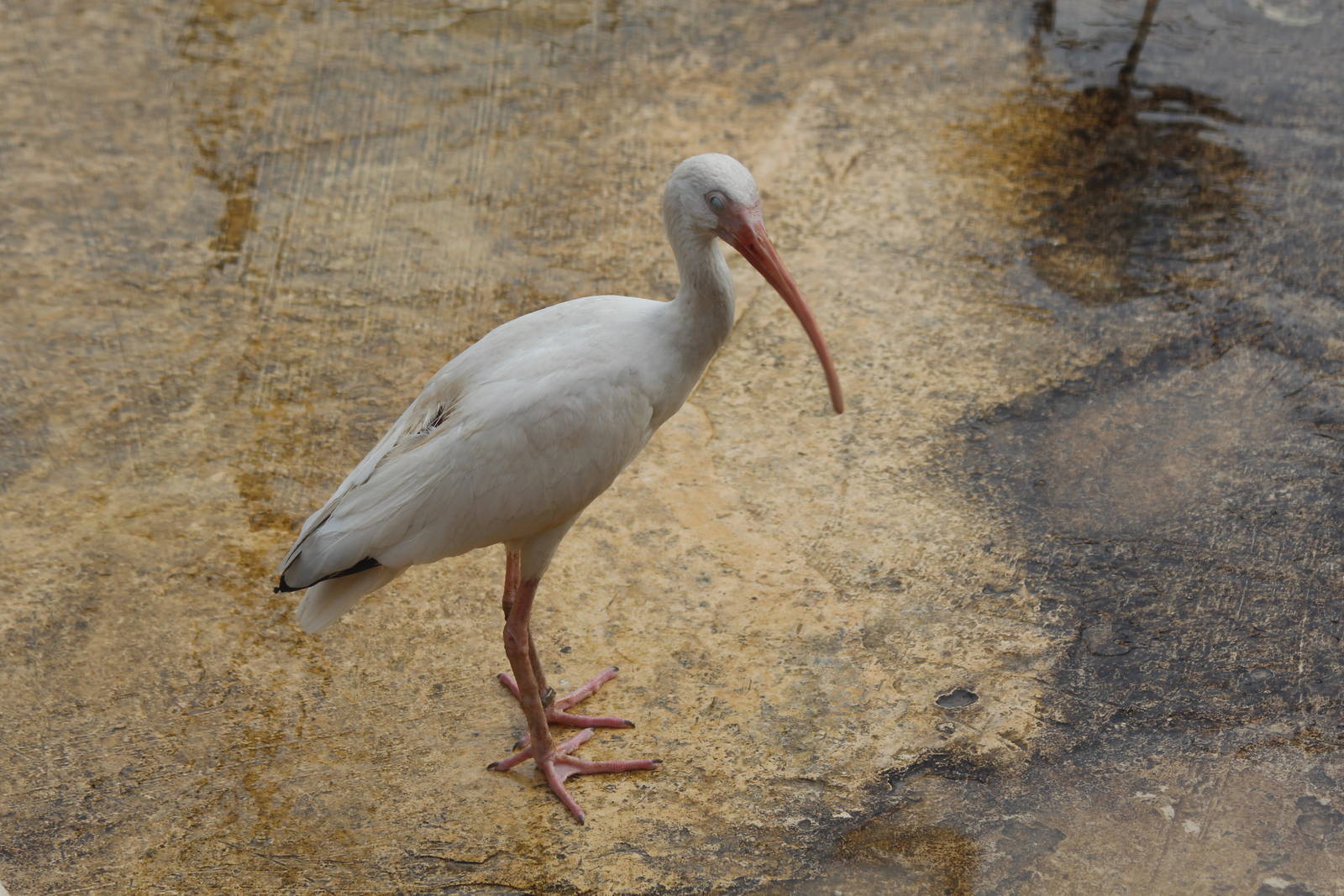 Bird Park Malta - American White Ibis