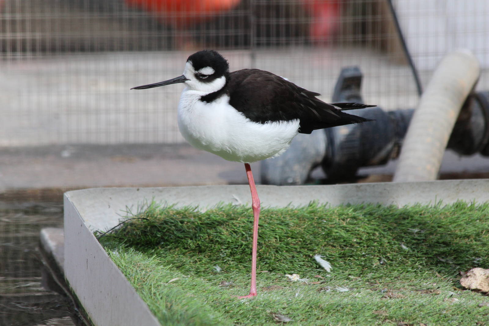 Bird Park Malta - Black-necked Stilt