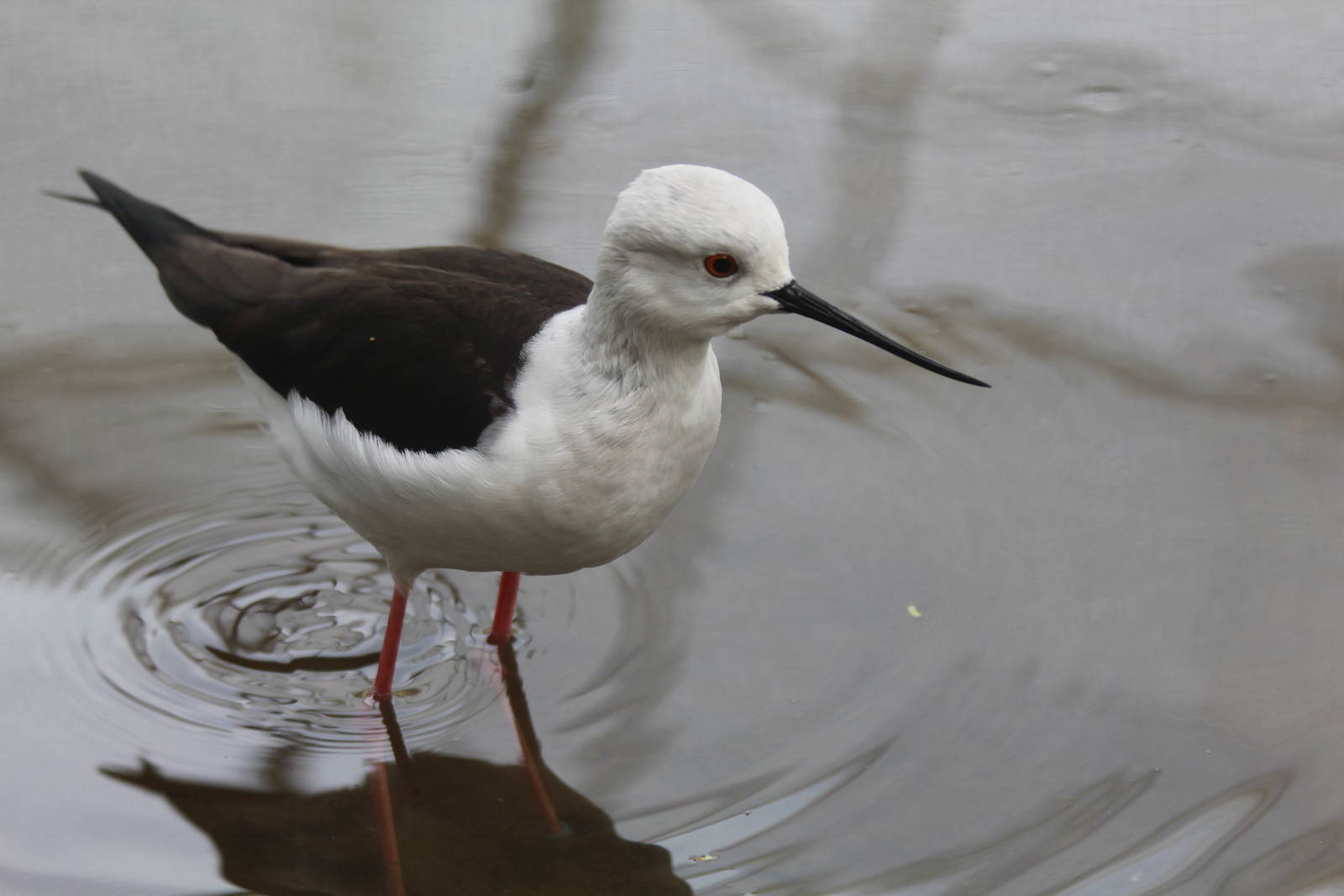 Bird Park Malta - Black-winged Stilt