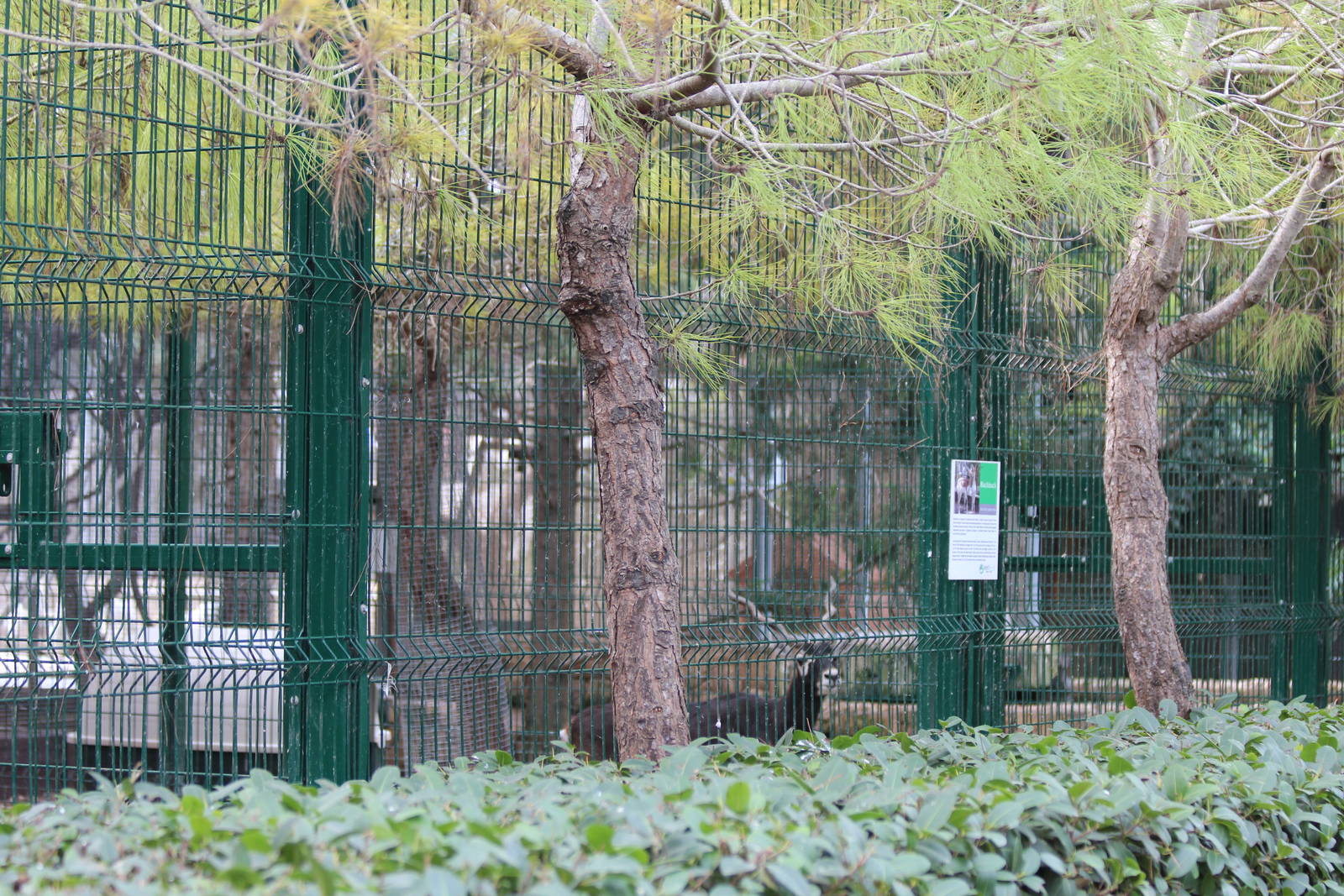 Bird Park Malta - Blackbuck Enclosure