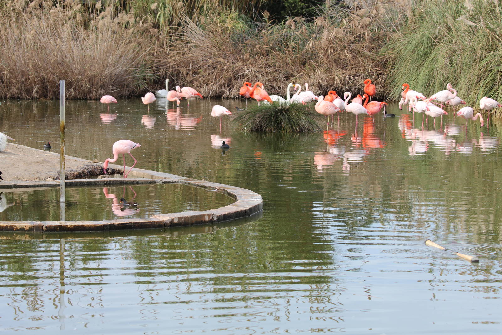 Bird Park Malta - Flamingo Enclosure