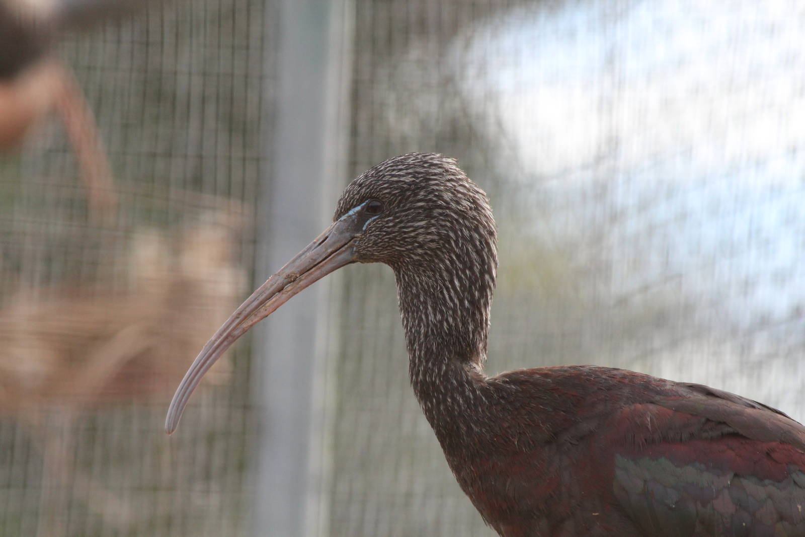 Bird Park Malta - Glossy Ibis