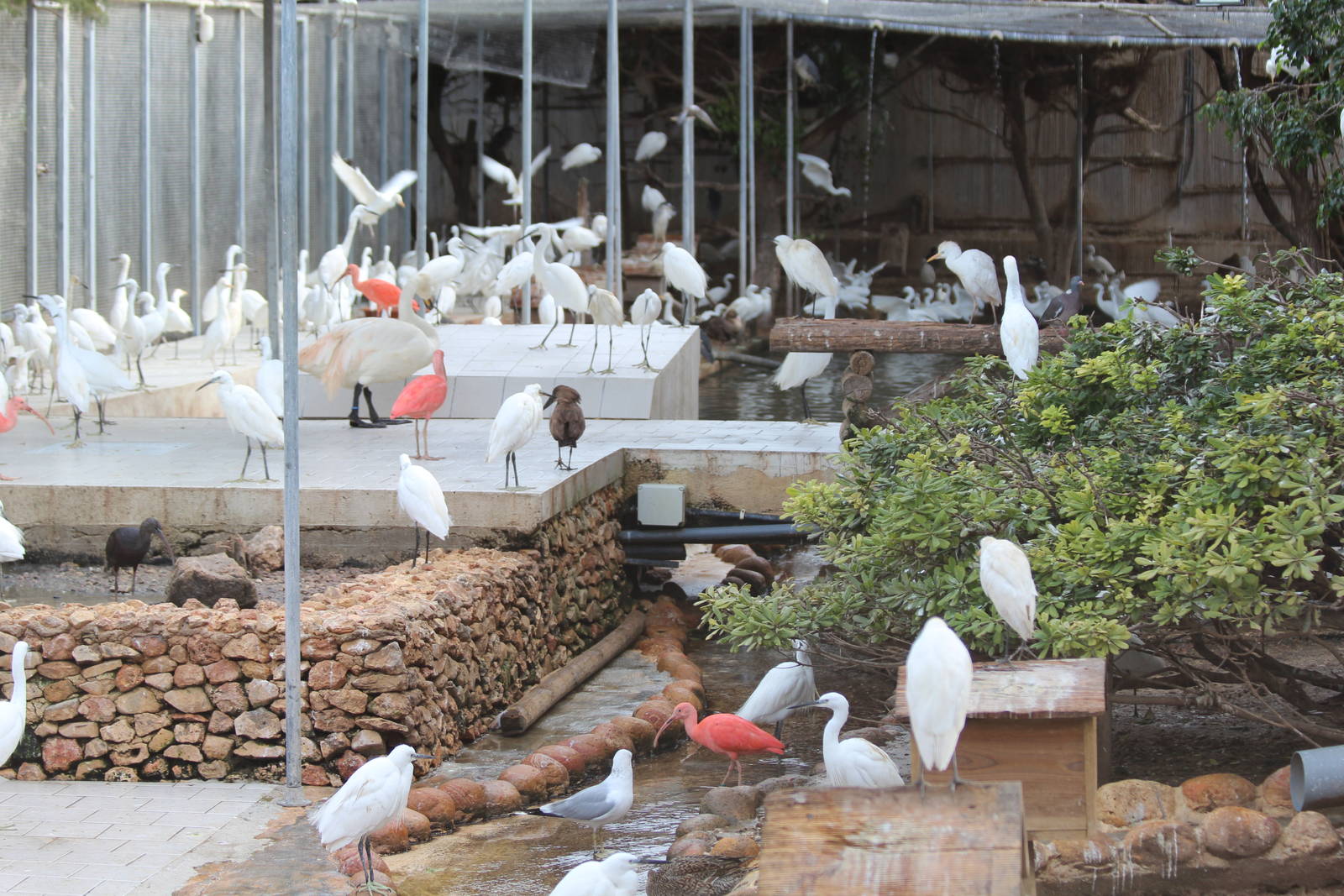 Bird Park Malta - Main Aviary