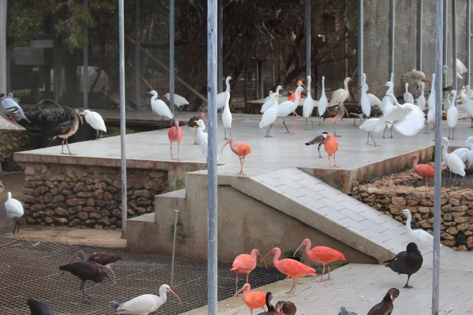Bird Park Malta - Main Aviary