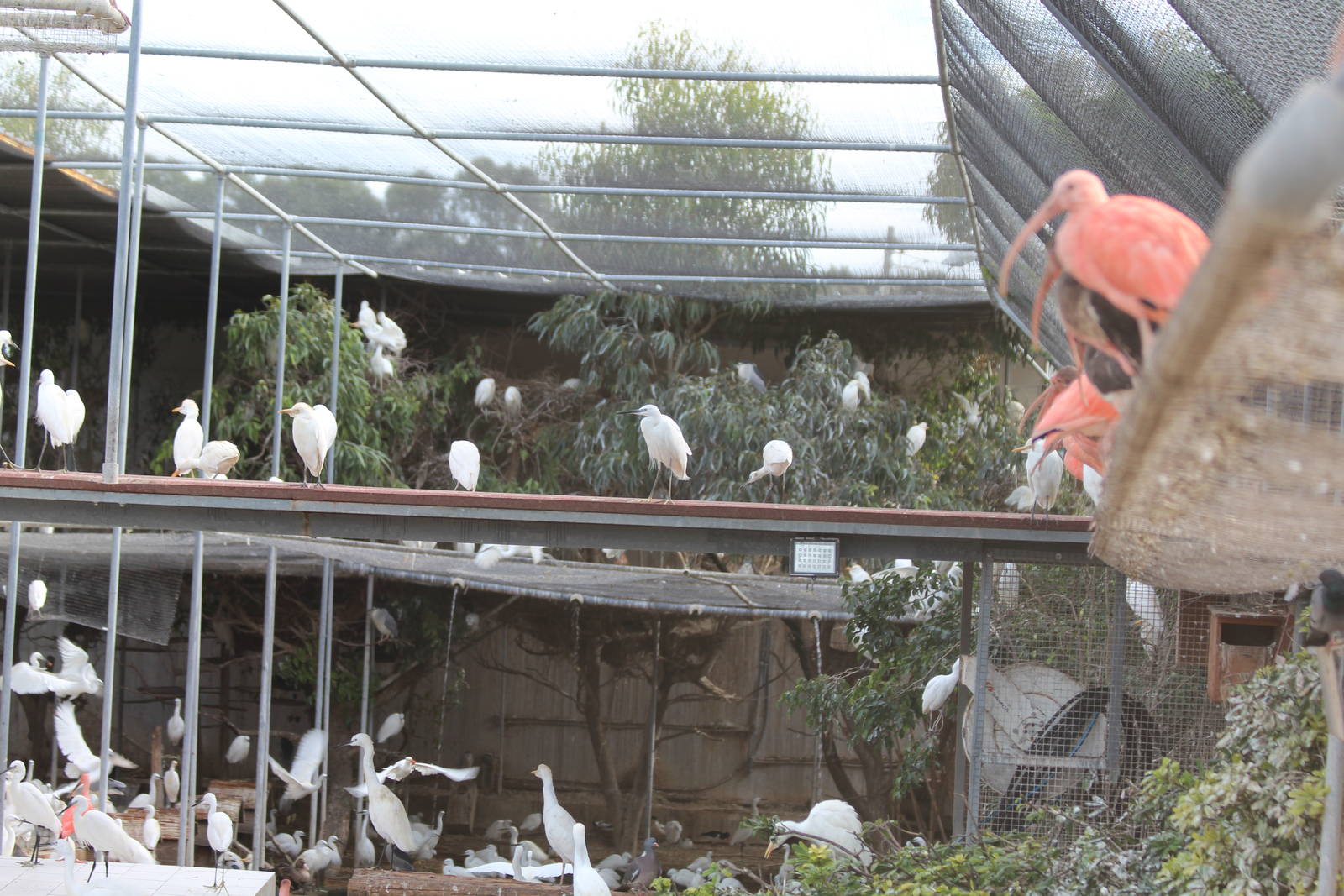 Bird Park Malta - Main Aviary