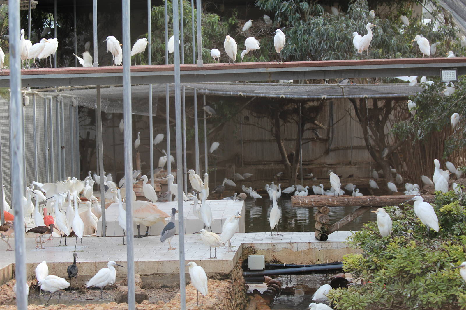 Bird Park Malta - Main Aviary