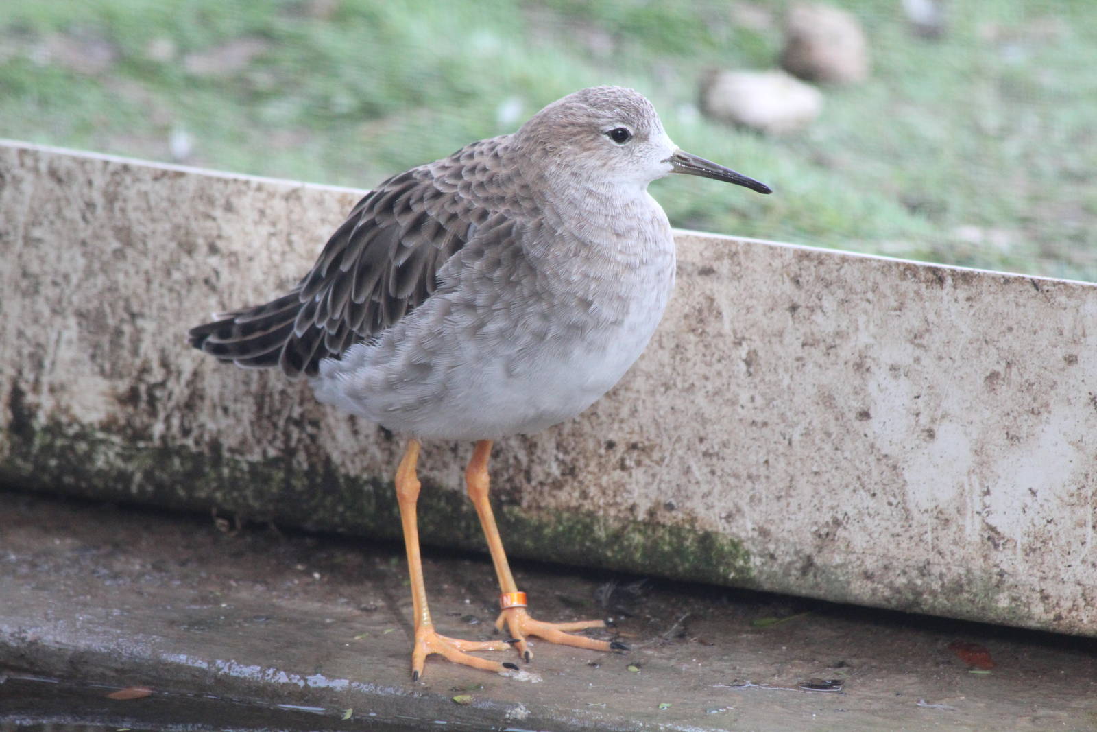 Bird Park Malta - Ruff