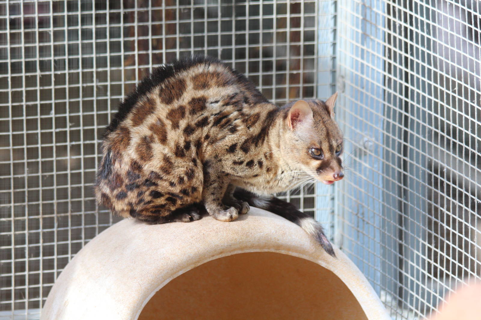 Bird Park Malta - Rusty-Spotted Genet
