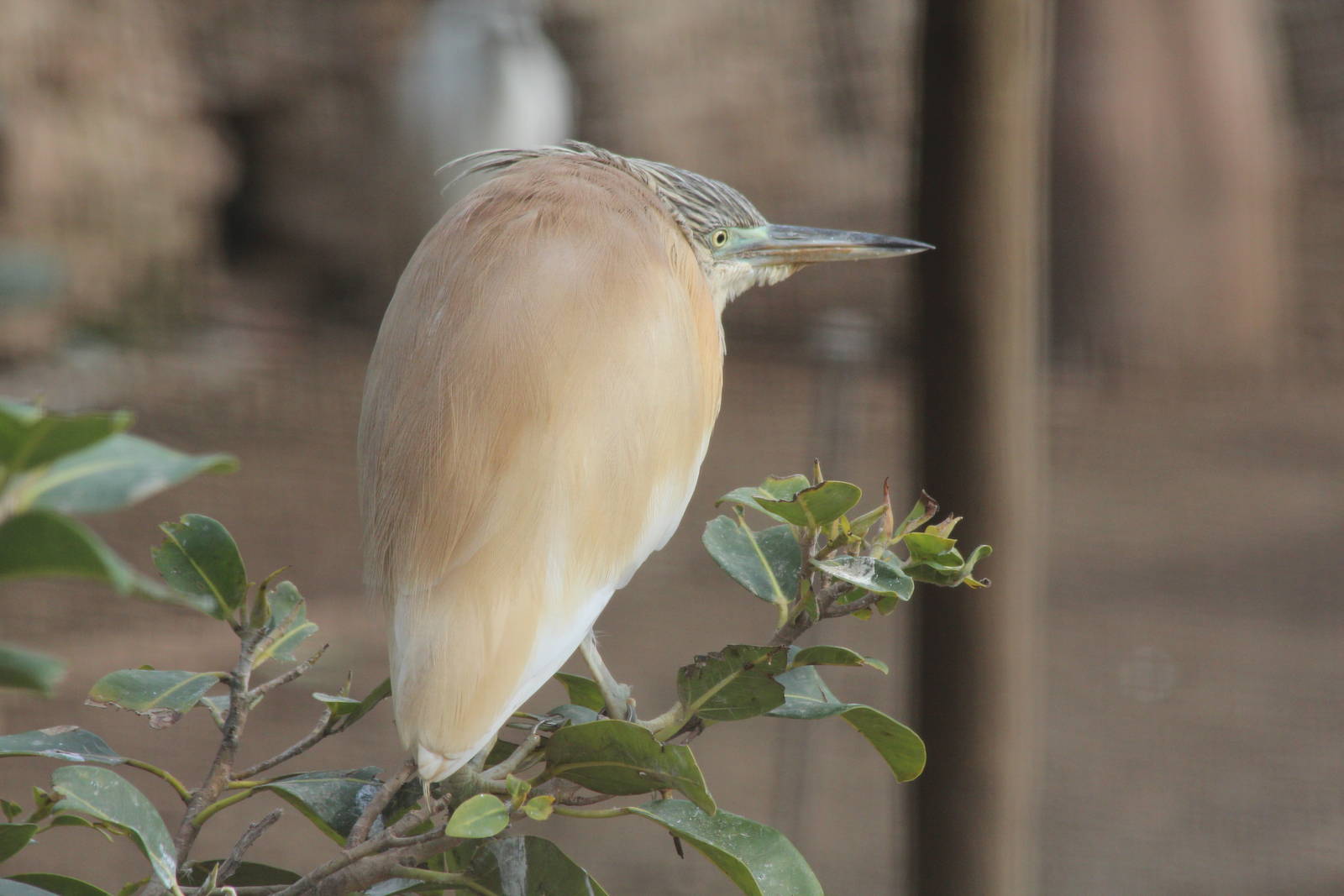 Bird Park Malta - Squacco Heron