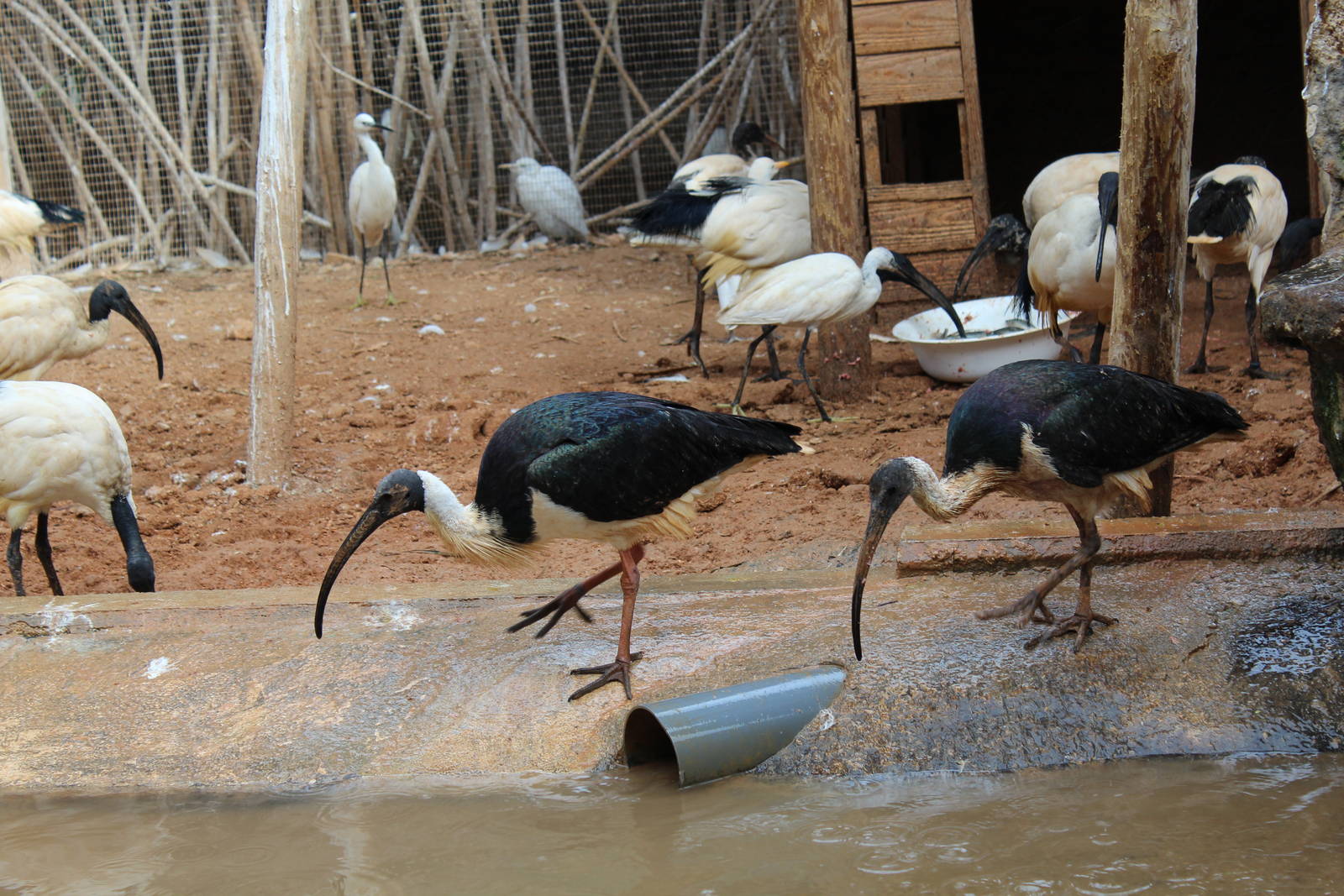 Bird Park Malta - Straw-necked Ibis