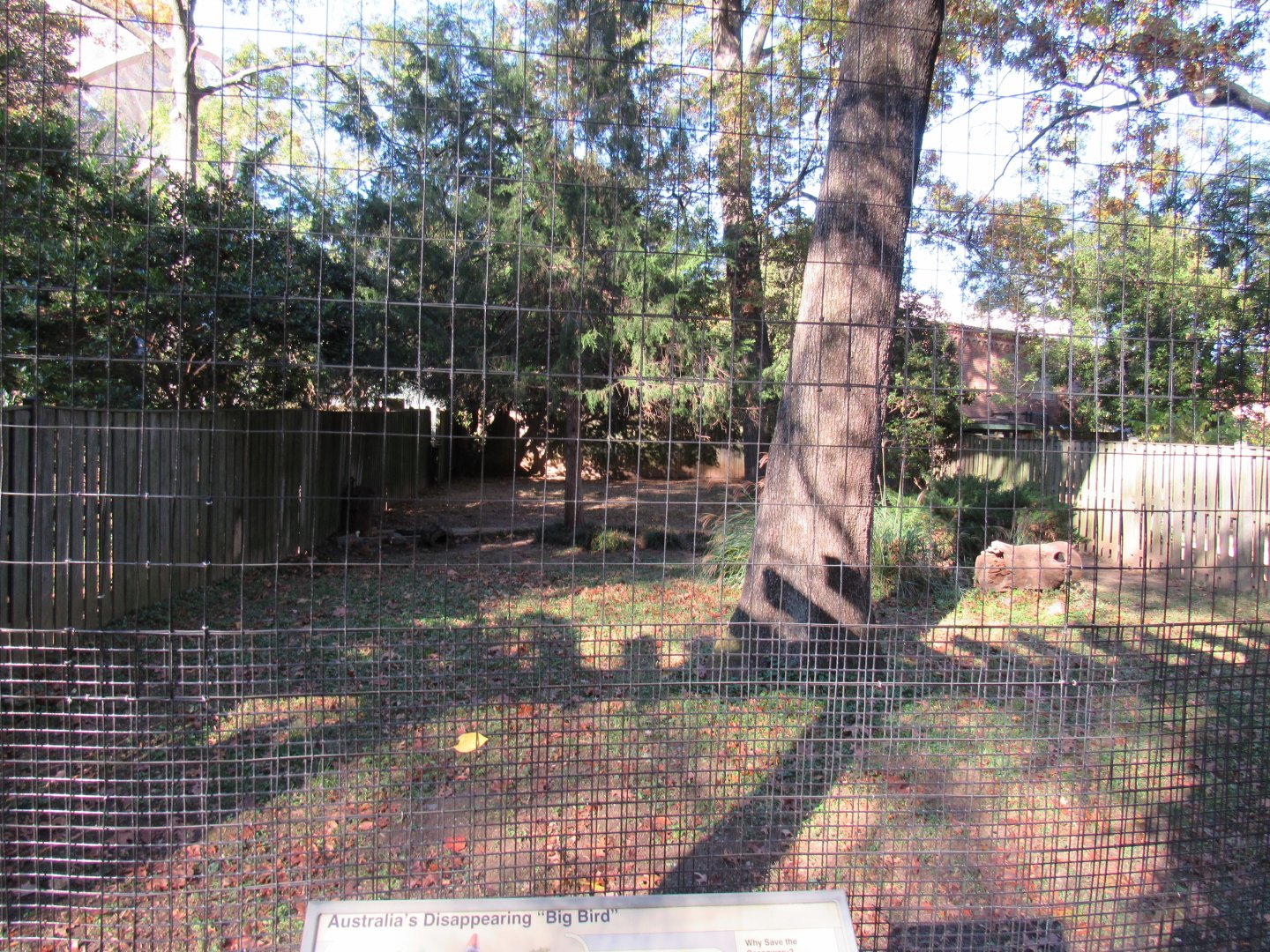 Bird Plateau- Cassowary Exhibit