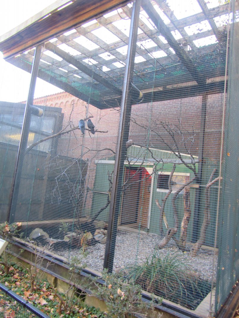 Bird Plateau- Common Raven Aviary