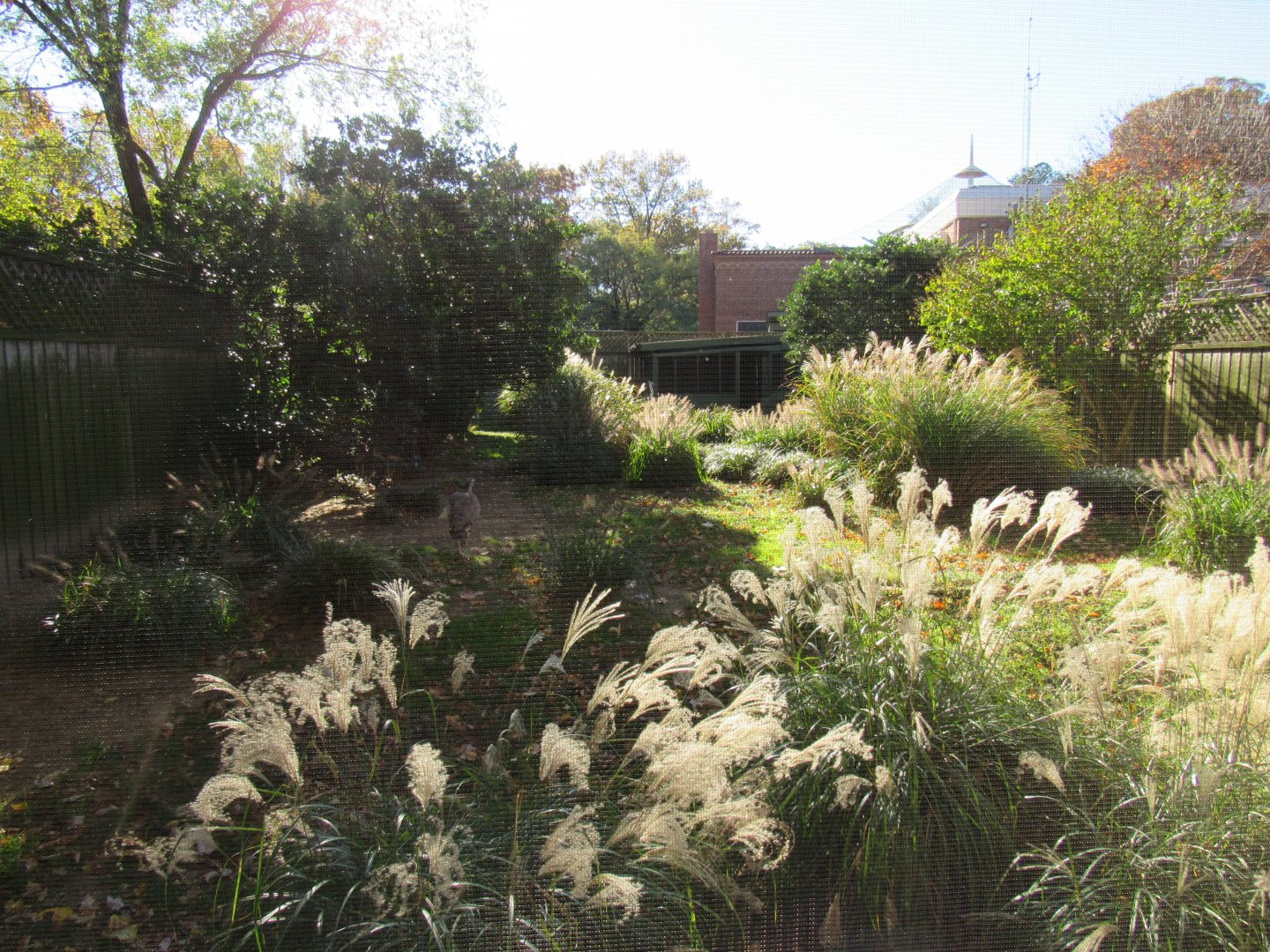 Bird Plateau- Crane Yard #3 (Kori Bustard)