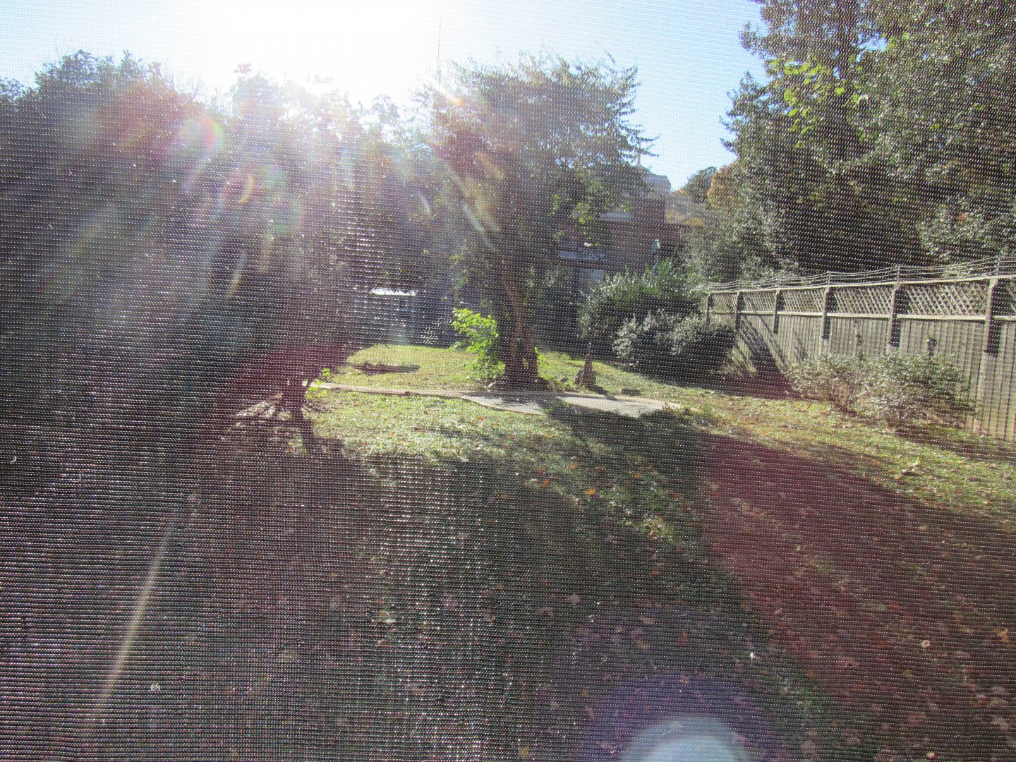 Bird Plateau- Crane Yard #5 (Blue Crane)