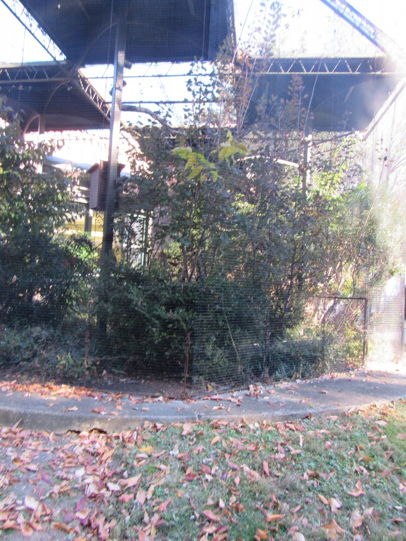 Bird Plateau- Empty Aviary