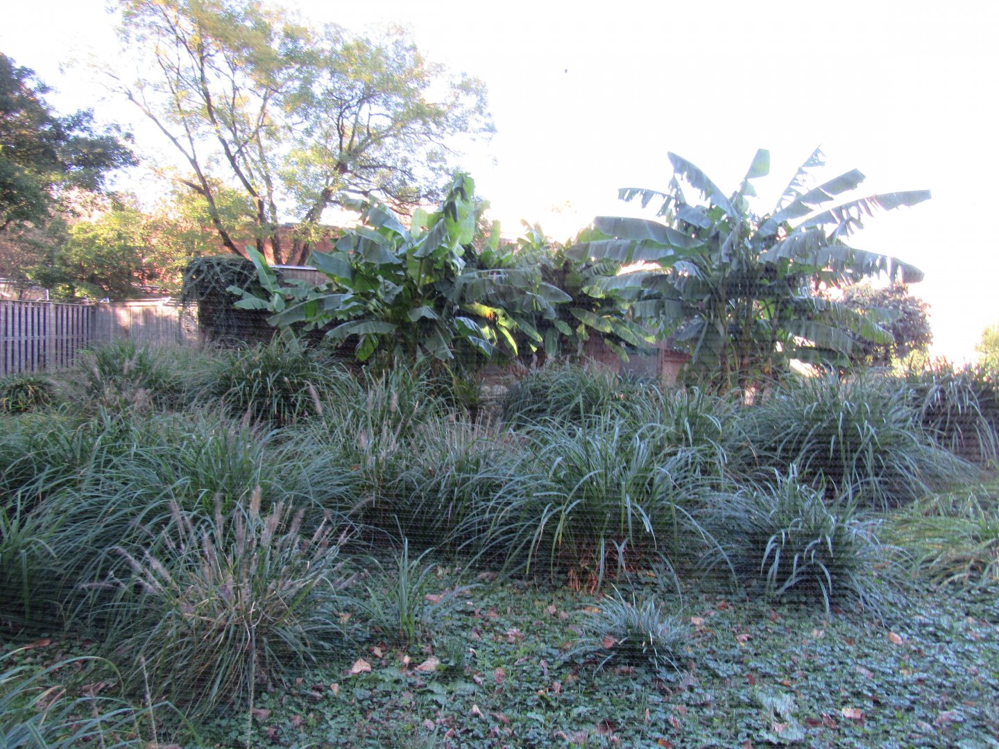 Bird Plateau- Flamingo and Duck Exhibit