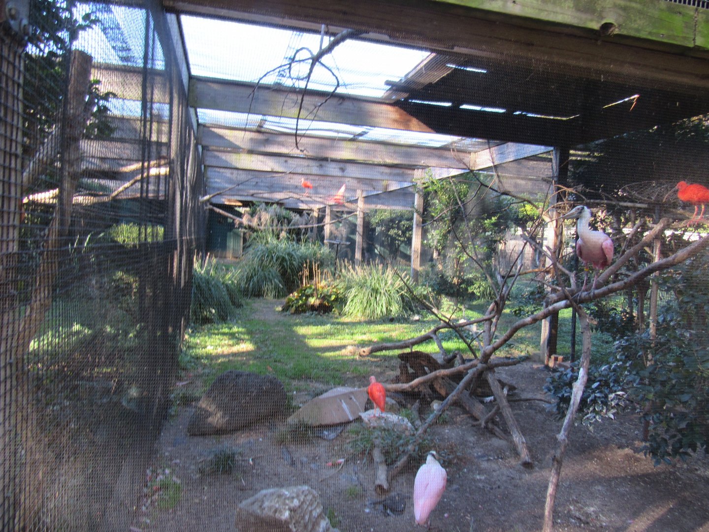 Bird Plateau- Scarlet Ibis and Roseate Spoonbill Exhibit