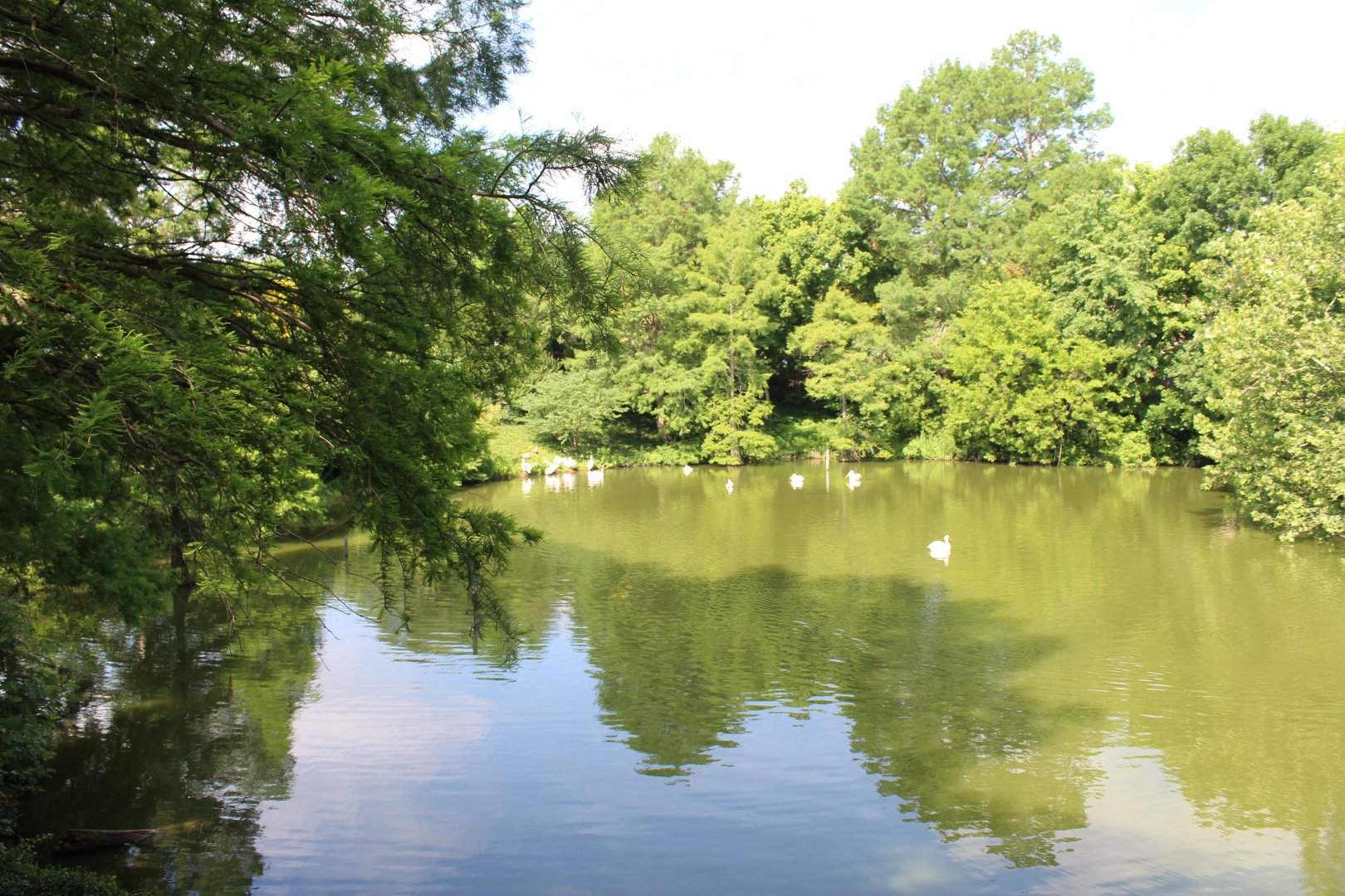 Bird Pond #1 - Lakeside Crossing