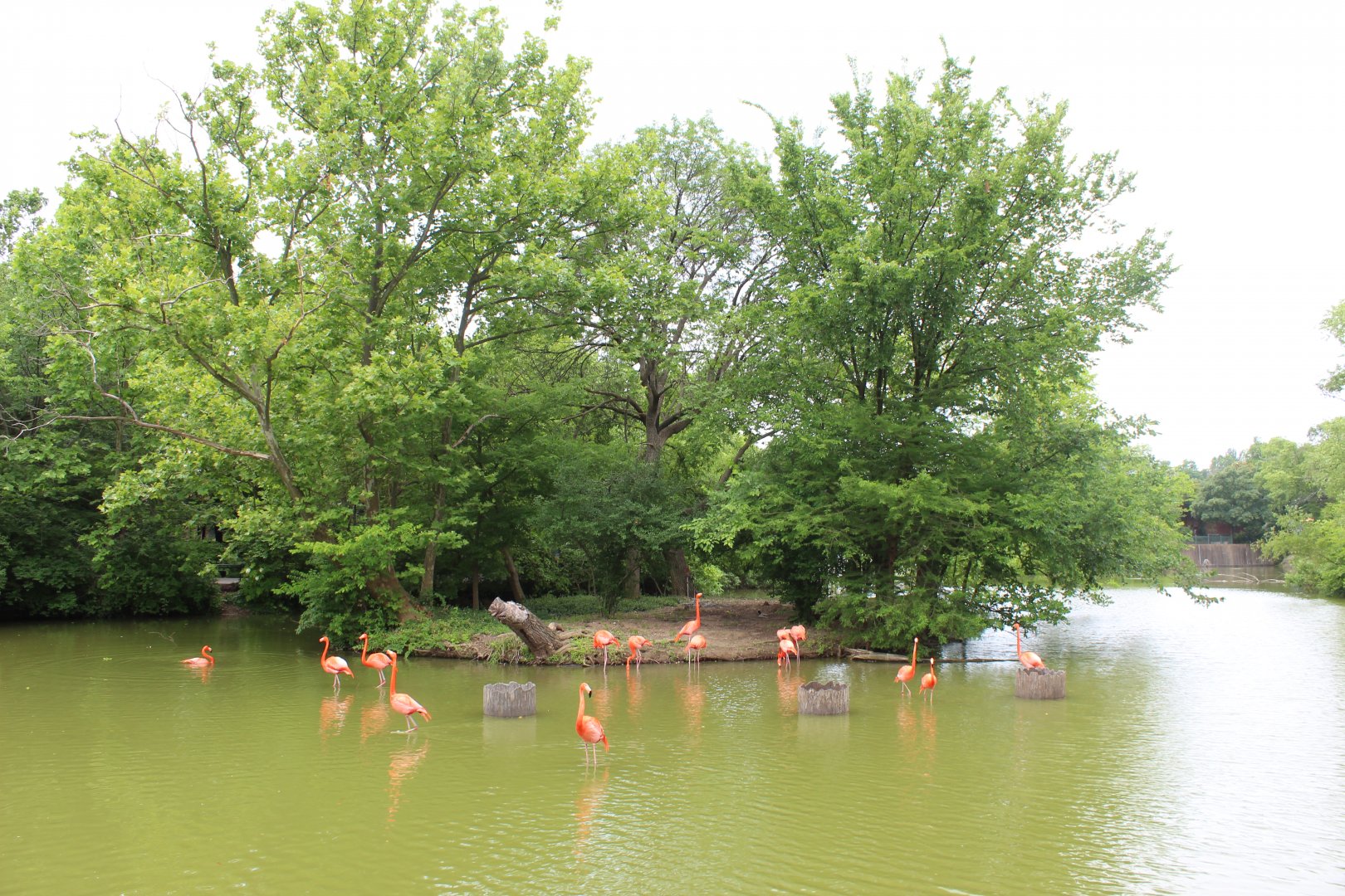 Bird Pond #2 - Lakeside Crossing