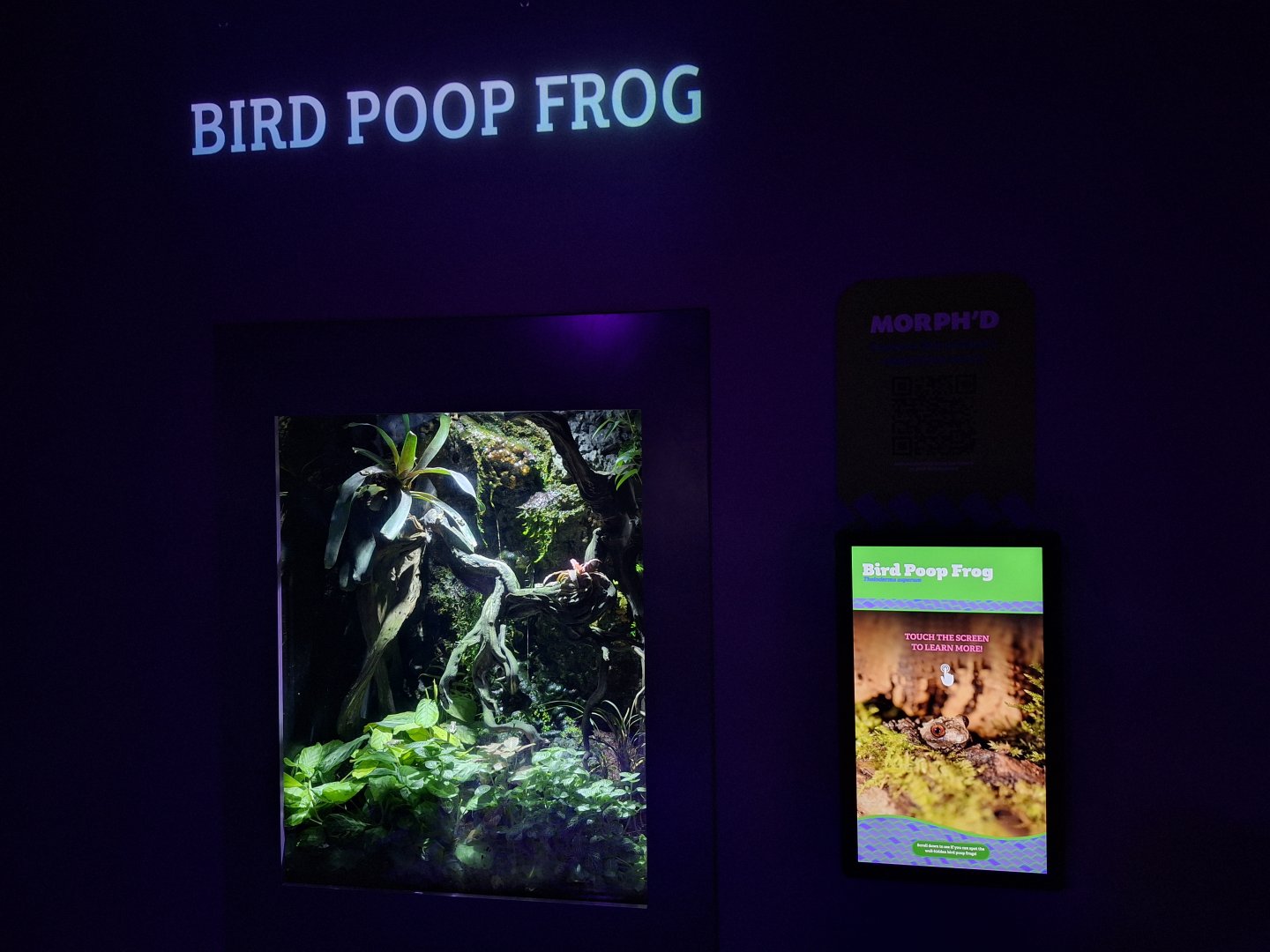 'Bird poop' frog terrarium