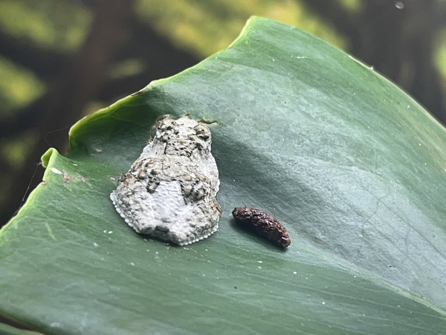 Bird Poop Treefrog (Dendropsophus marmoratis)