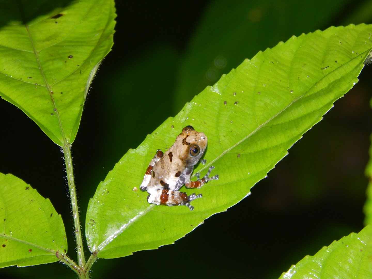 Bird Poop Treefrog (Theloderma asperum)