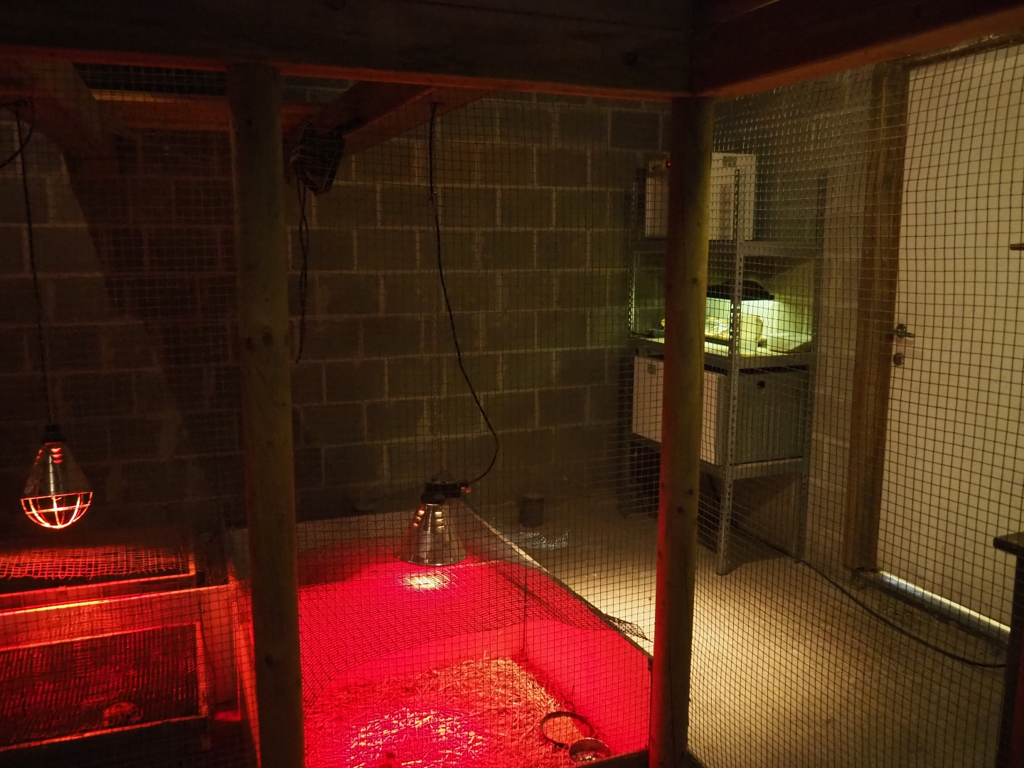 Bird raising room (Aug 28th, 2018)