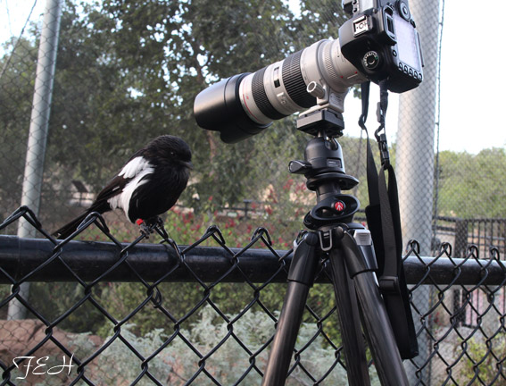 bird ready for closeup