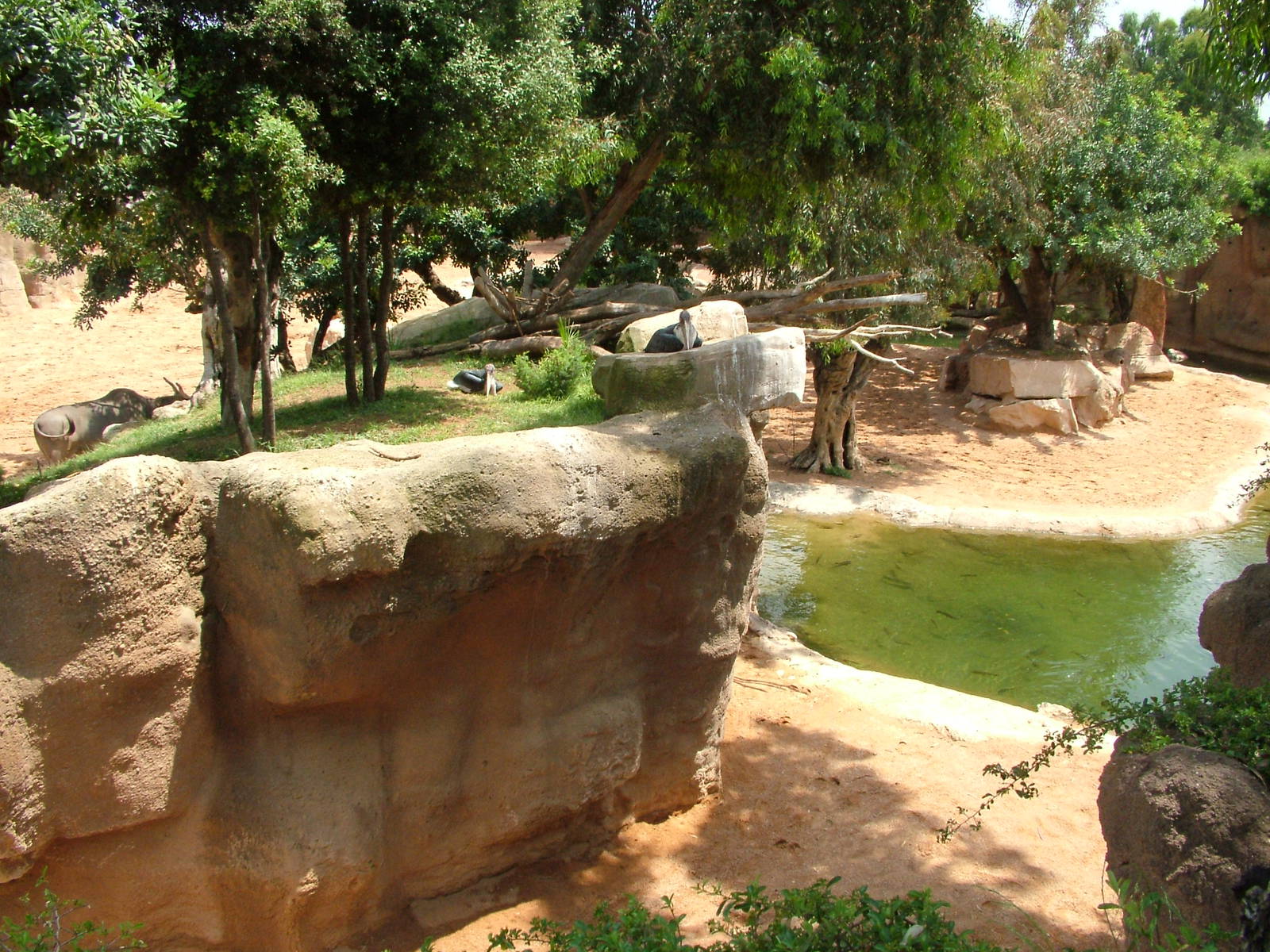 Bird Refuge - Second Savannah at Bioparc Valencia, 28/05/11