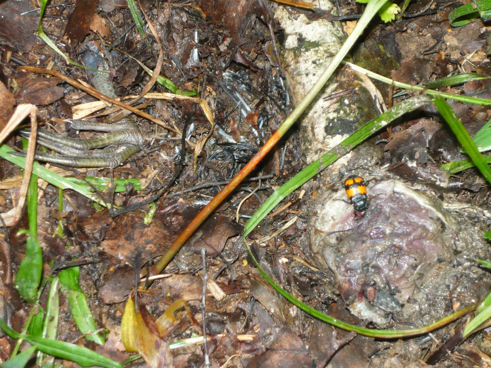 Bird remains partly buried by Nicrophorus beetles