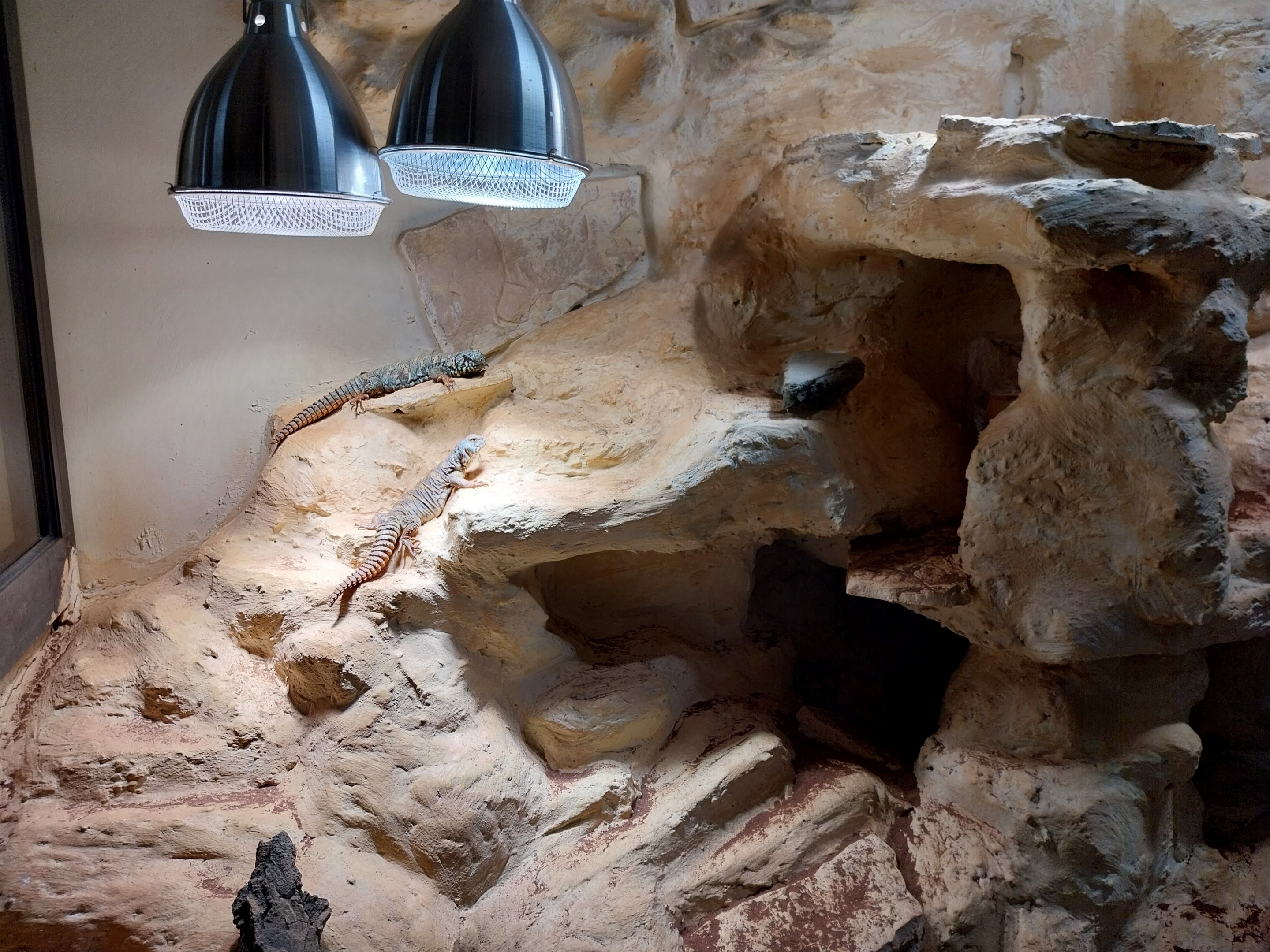 Bird & Reptile House - Entrance 1 portal - Ornate Mastigure (Uromastyx ornata)