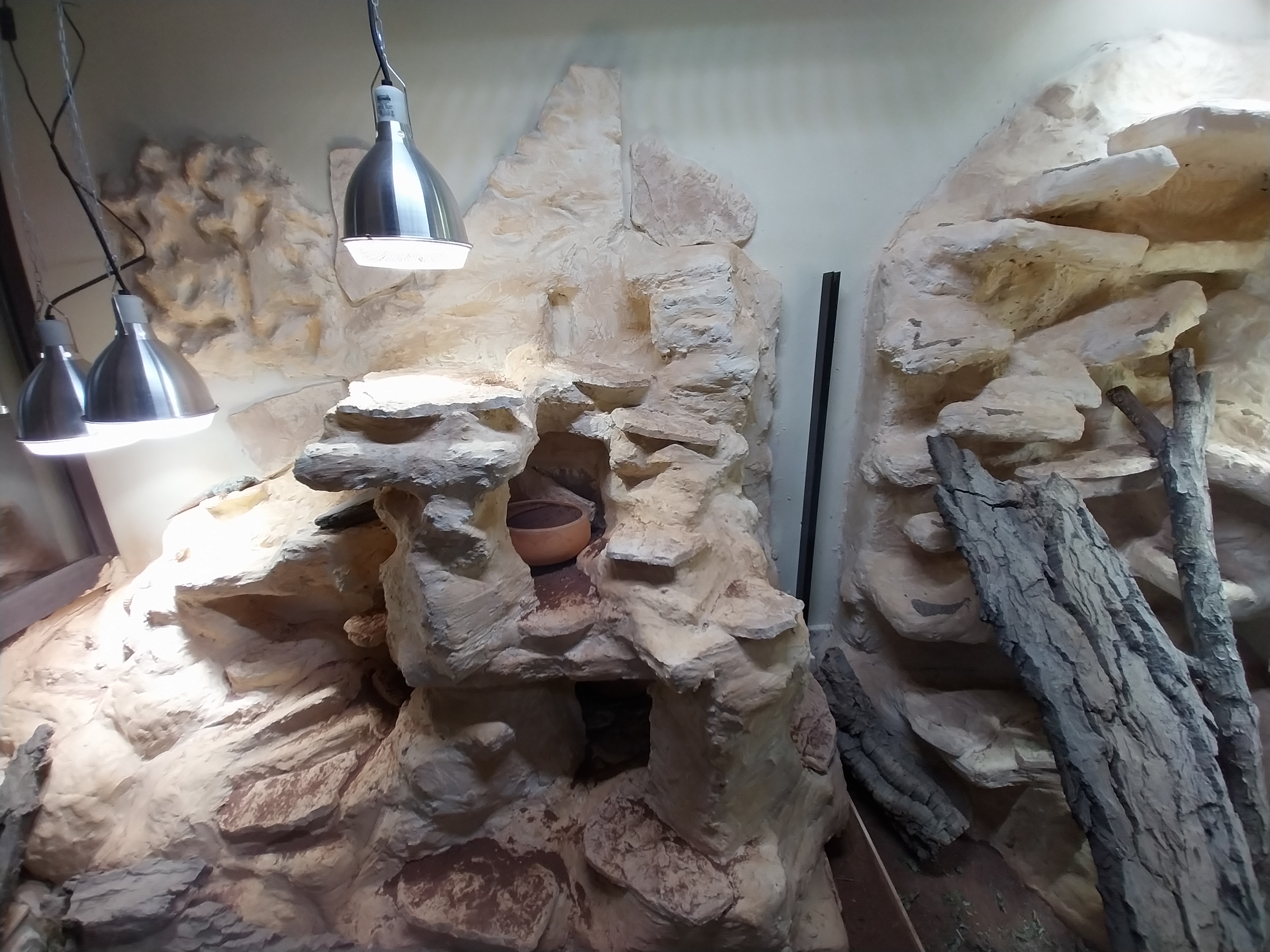 Bird & Reptile House - Entrance 1 portal - Ornate Mastigure (Uromastyx ornata)