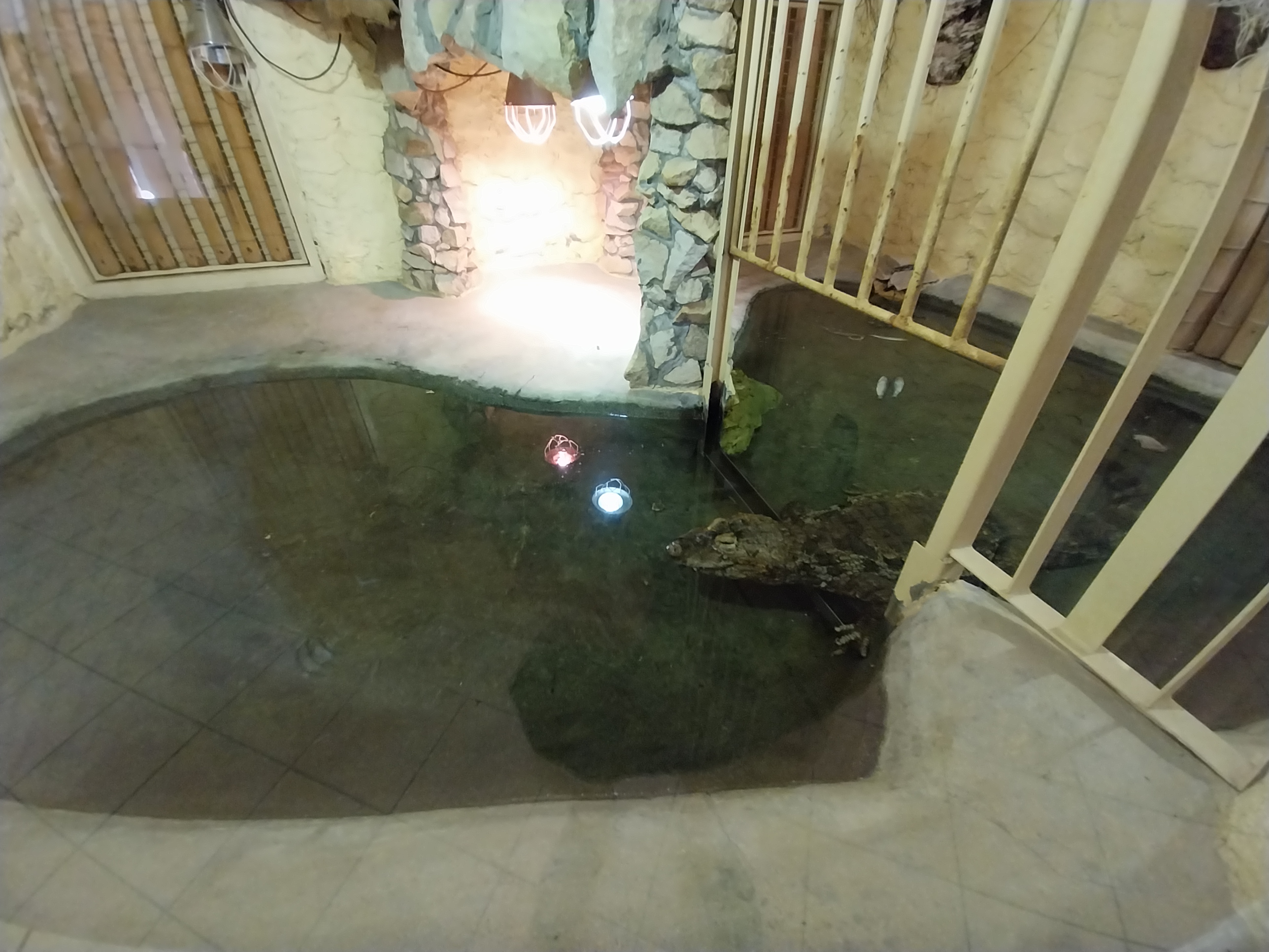 Bird & Reptile House - Left wing - Broad-snouted Caiman (Caiman latirostris)