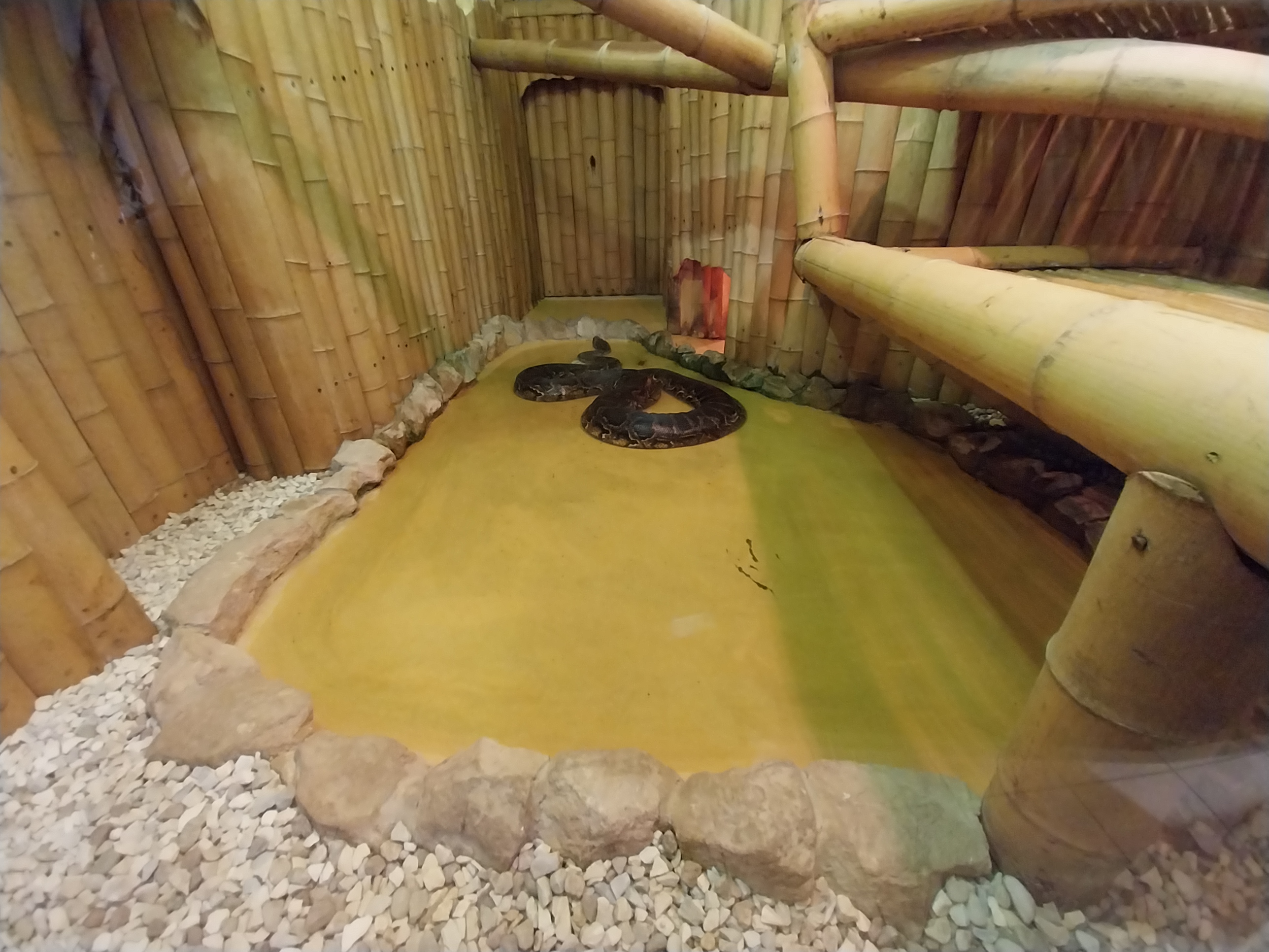 Bird & Reptile House - Left wing - Burmese Rock Python (Python bivittatus)