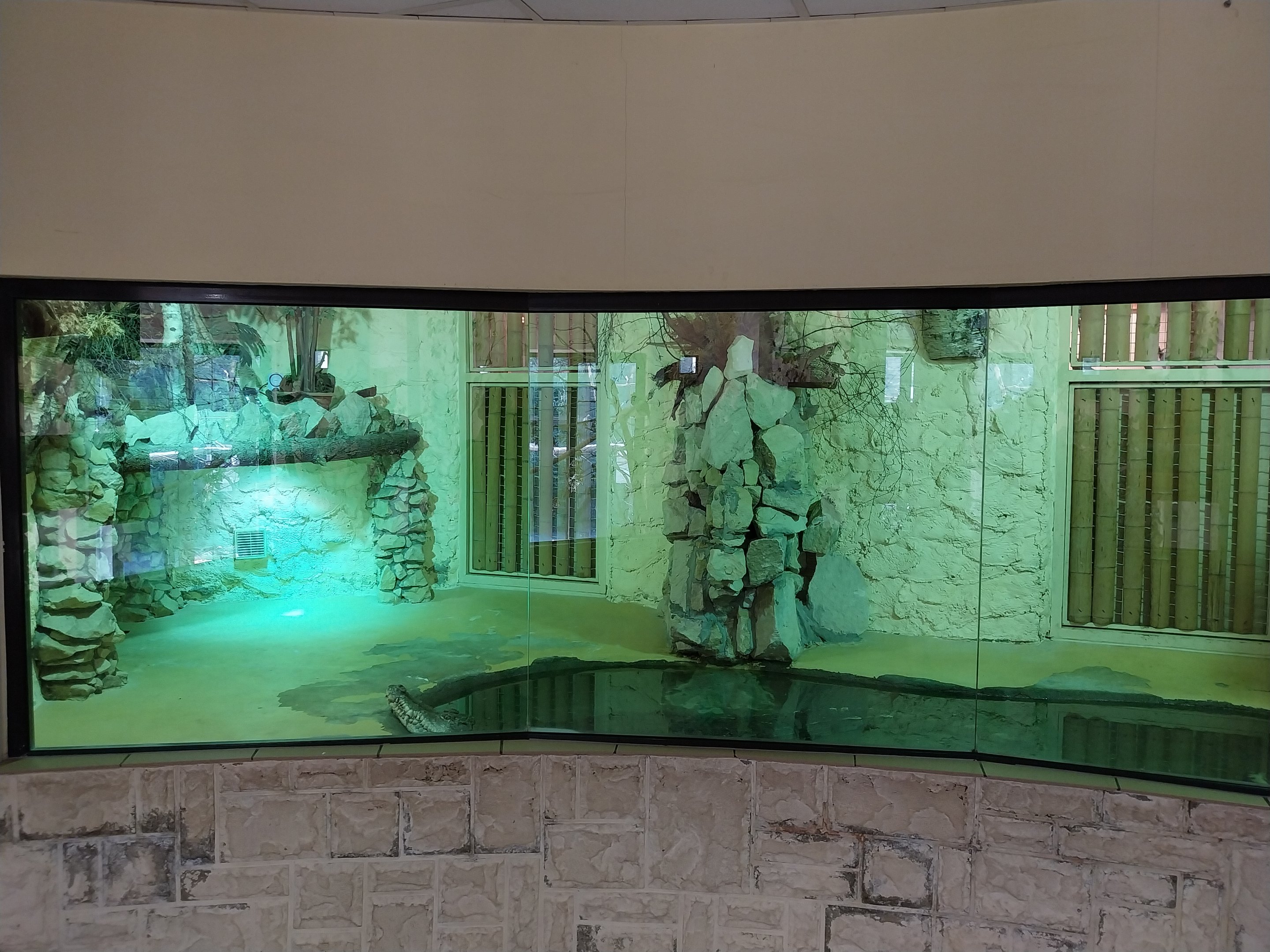 Bird & Reptile House - Left wing - Nile crocodile (Crocodylus niloticus)