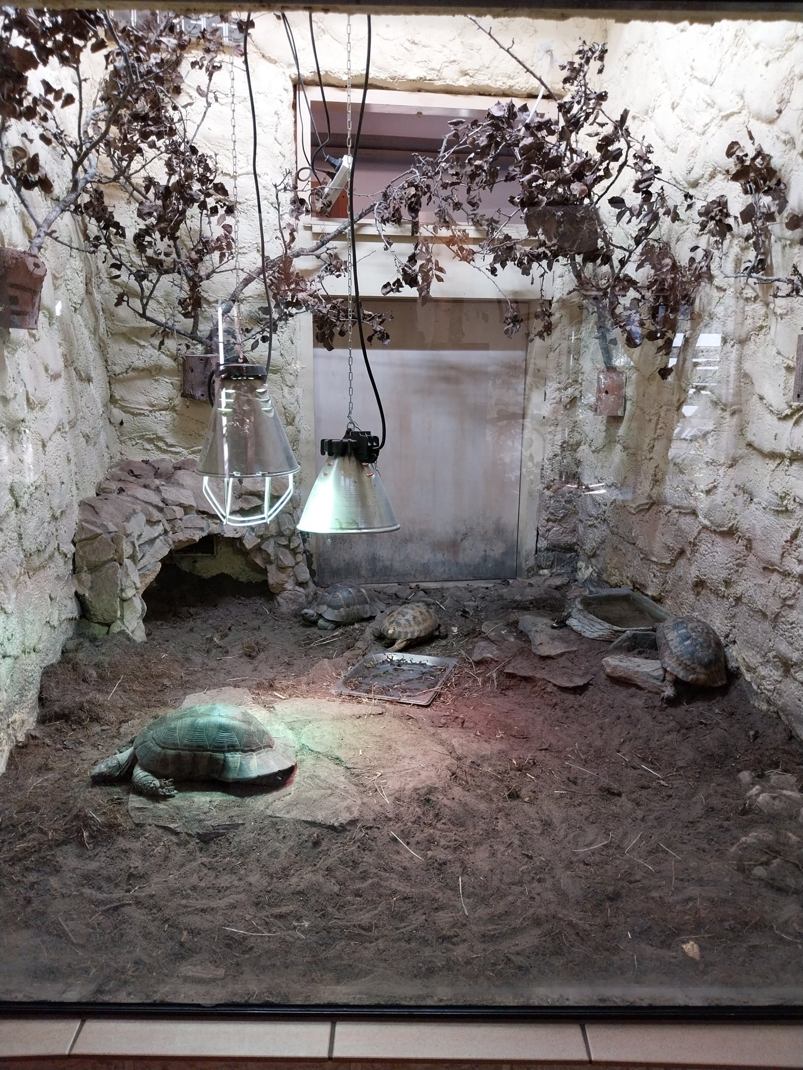 Bird & Reptile House - Left wing - Tortoises