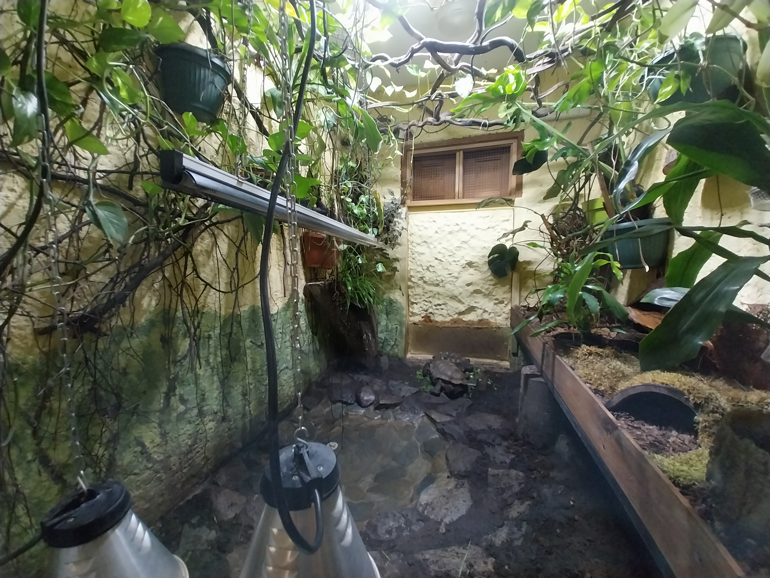 Bird & Reptile House - Middle wing - Terrarium 1