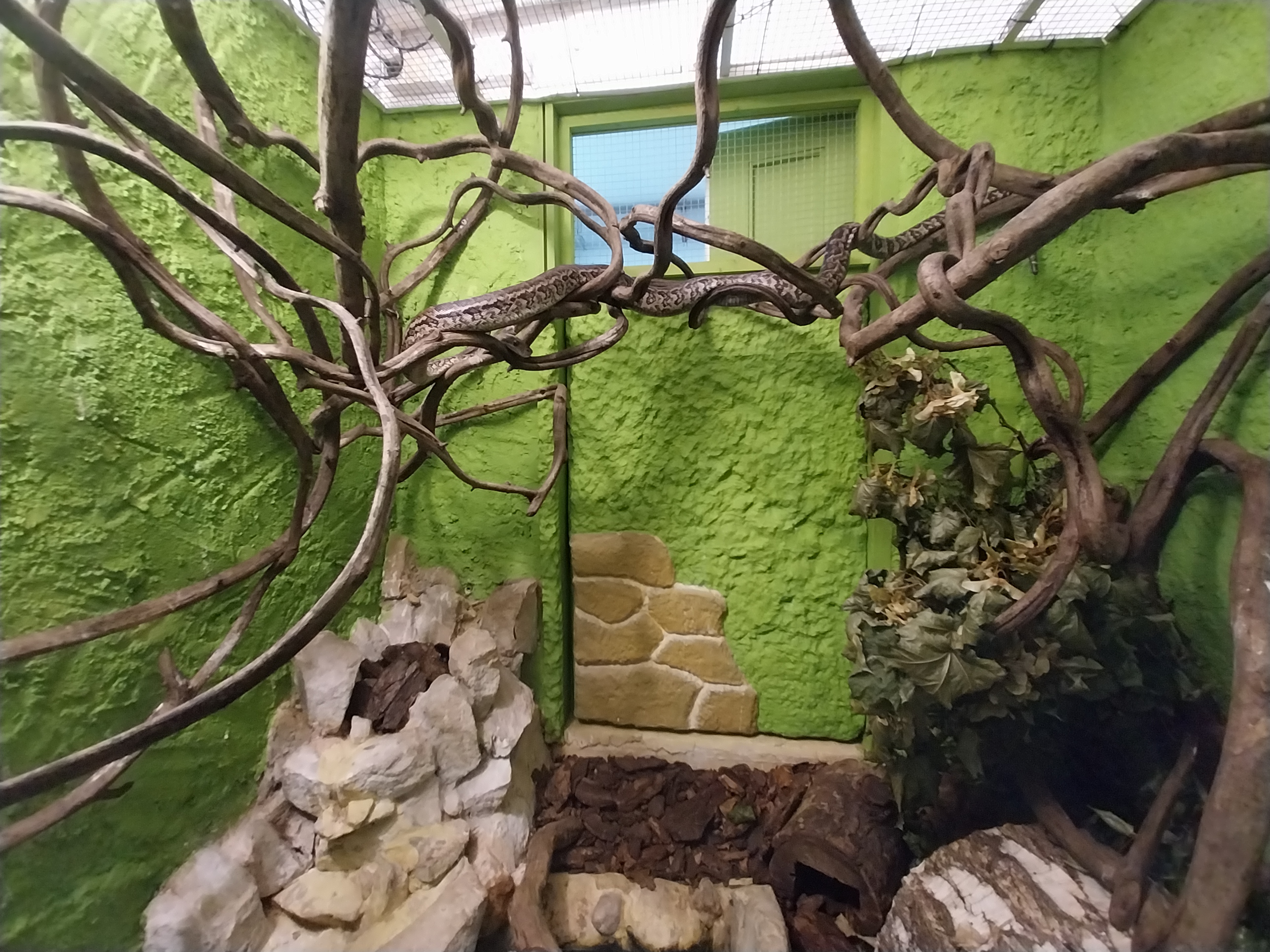 Bird & Reptile House - Middle wing - Terrarium 3