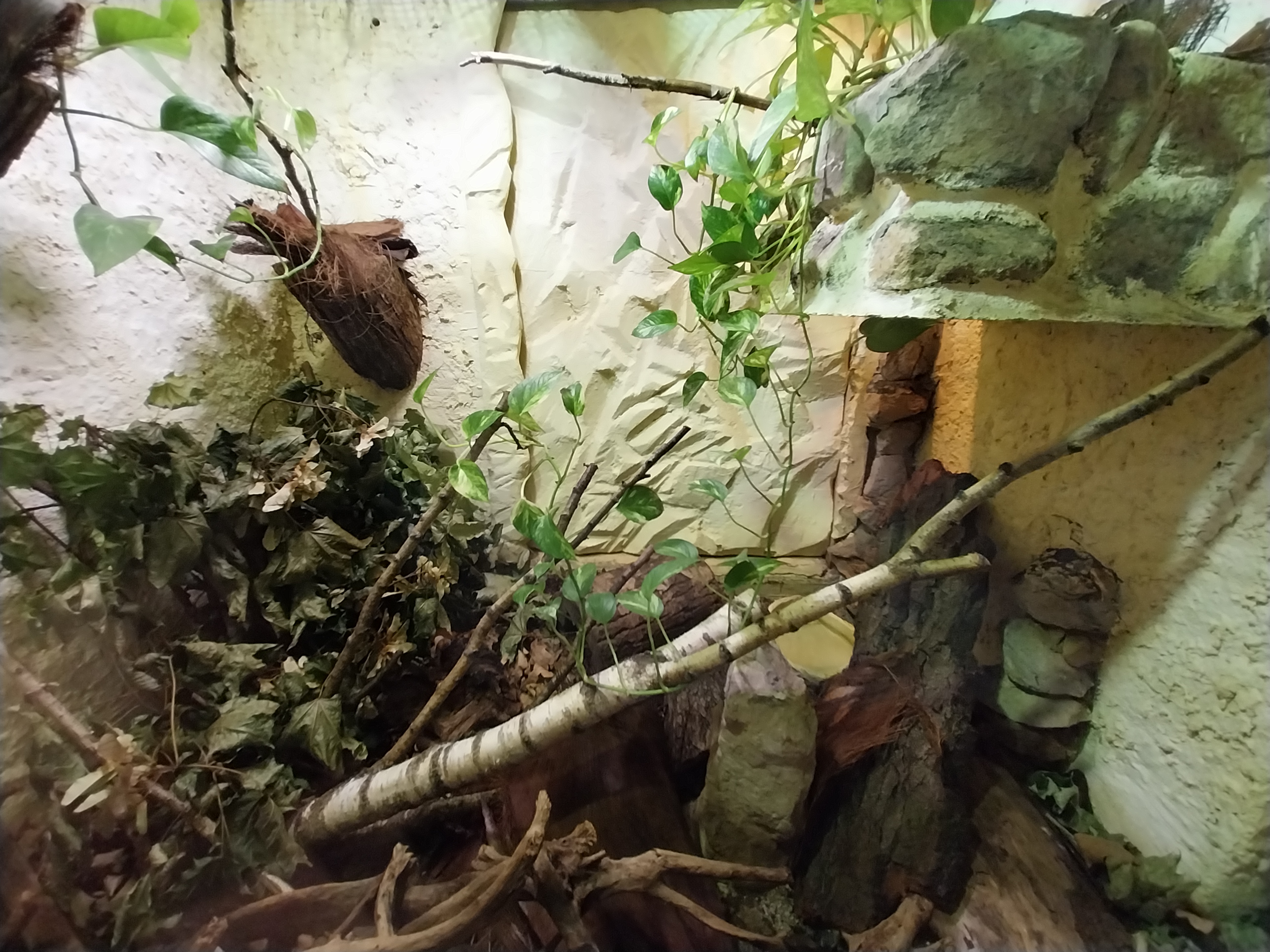 Bird & Reptile House - Middle wing - Terrarium 4
